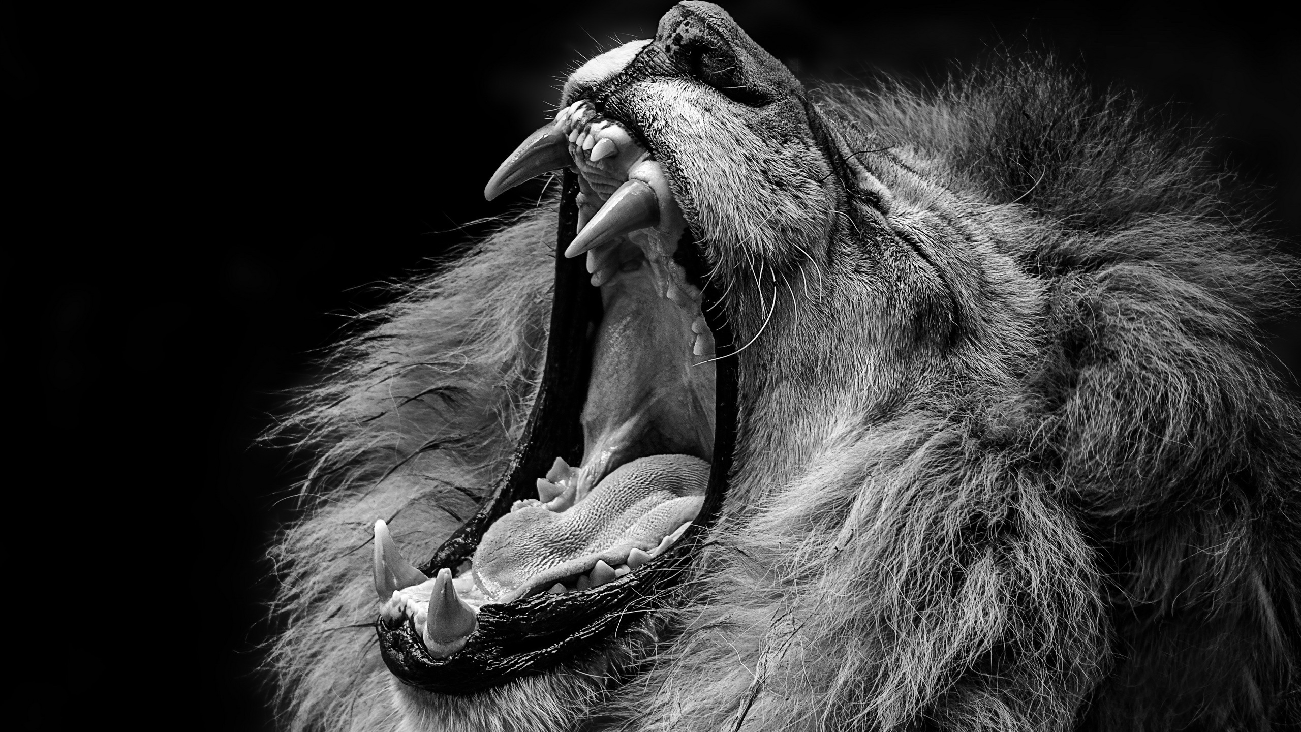 Closeup Of Lion With Open Mouth Sharp Teeth 2K Lion