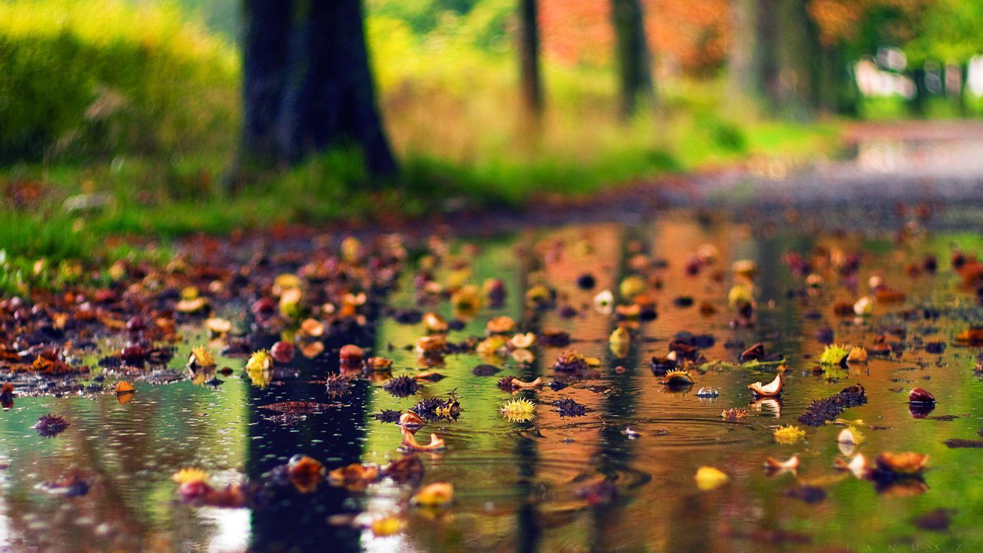 Colorful Leaves On Rainfall Water In Colorful Blur Bokeh Wallpaper 2K Rain