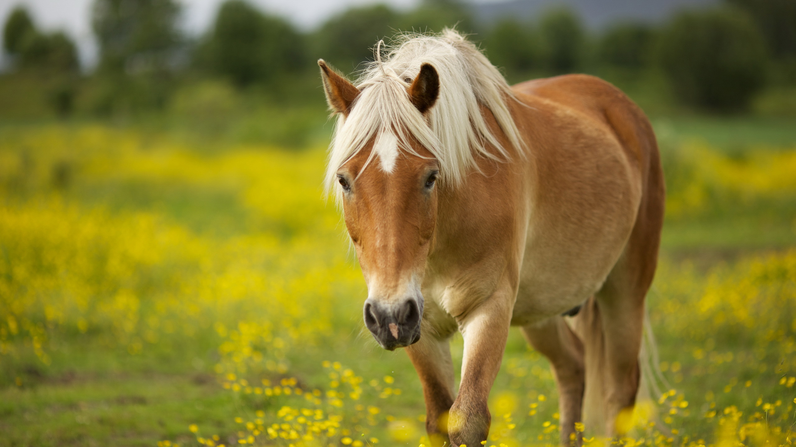 Horse With Shallow Wallpaper Of Trees And Yellow Flowers 2K Horse