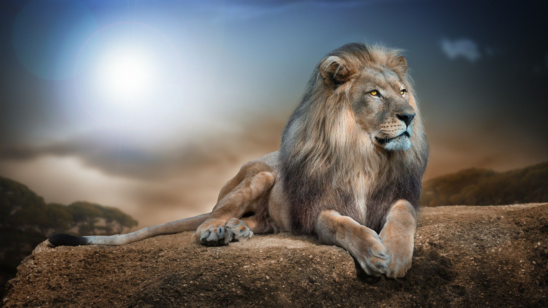 Yellow Eyes Fur Lion Is Sitting On Rock In Blue Sky Wallpaper 2K Lion