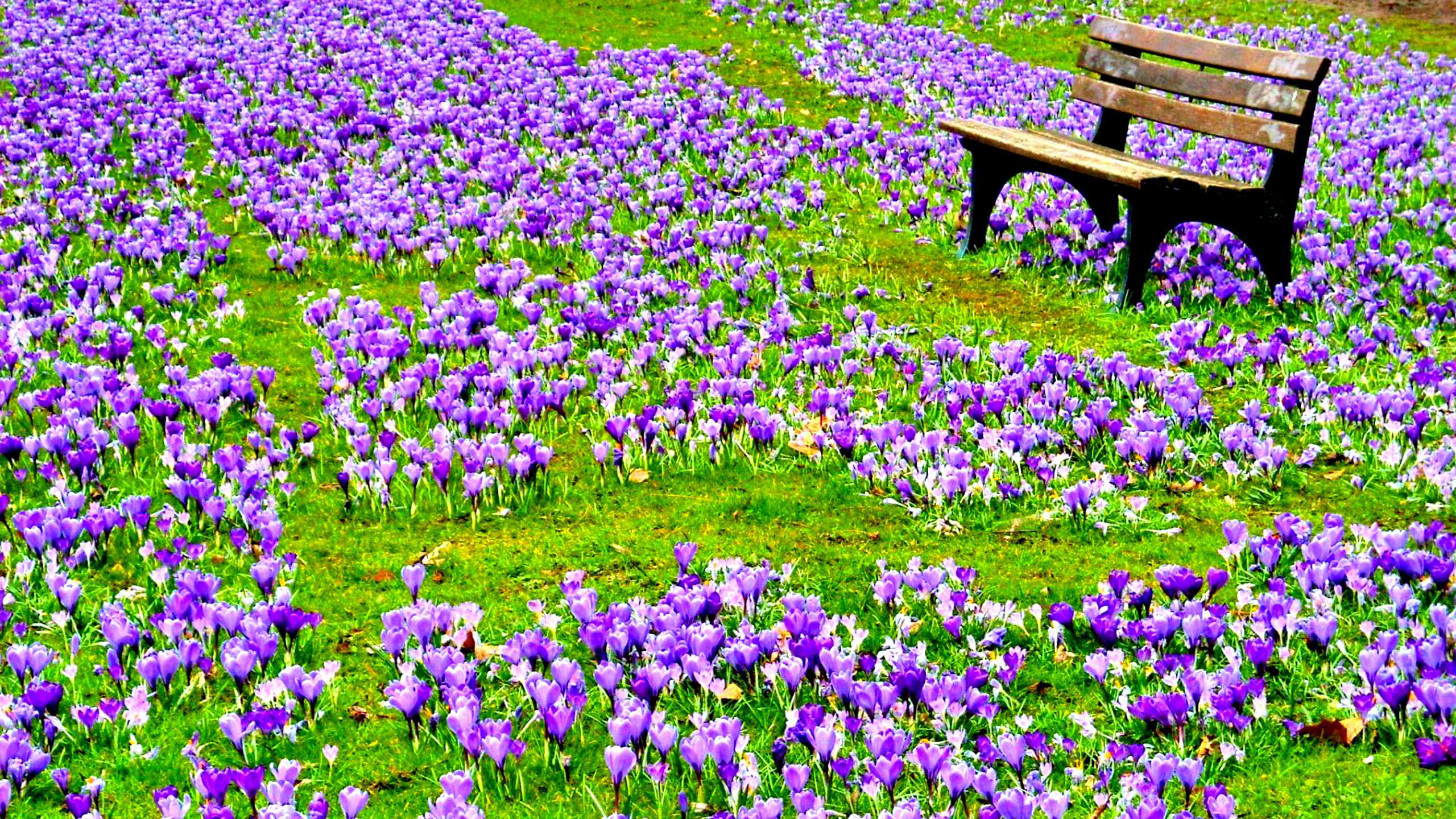 Purple Flowers On Green Grasses 2K Purple