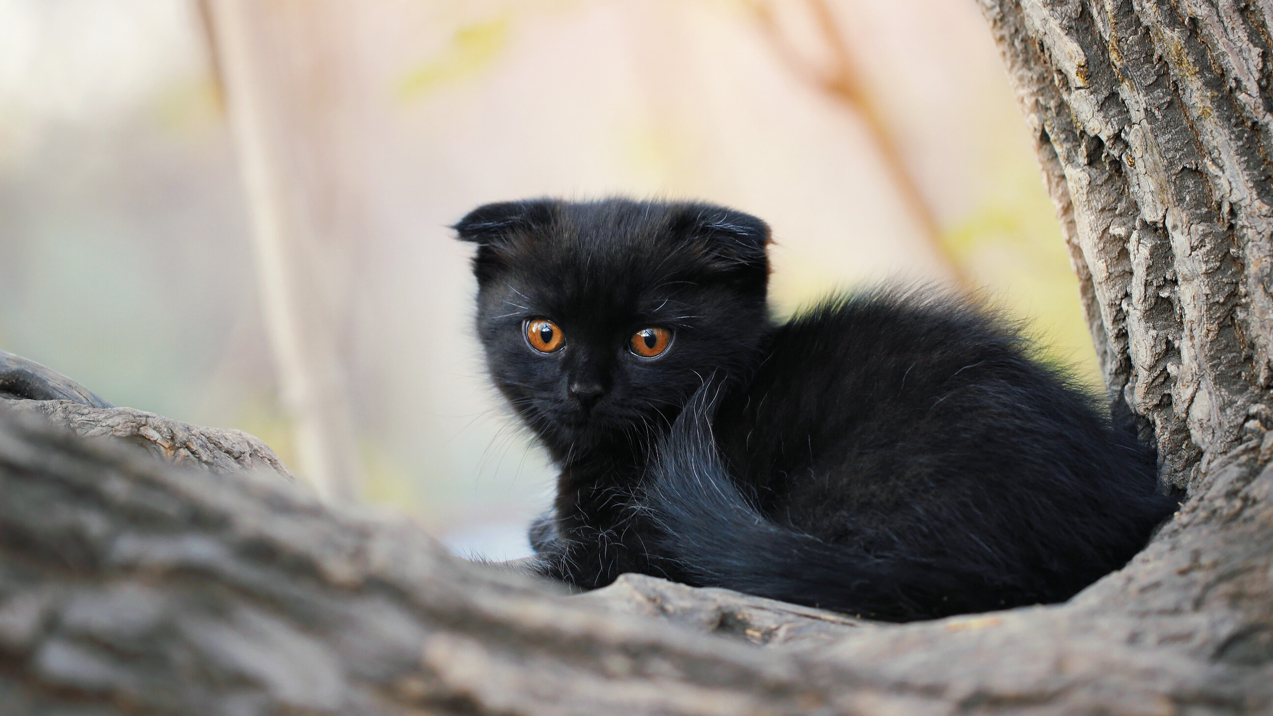 Orange Eyes Black Cat Kitten On Tree Trunk 2K Kitten