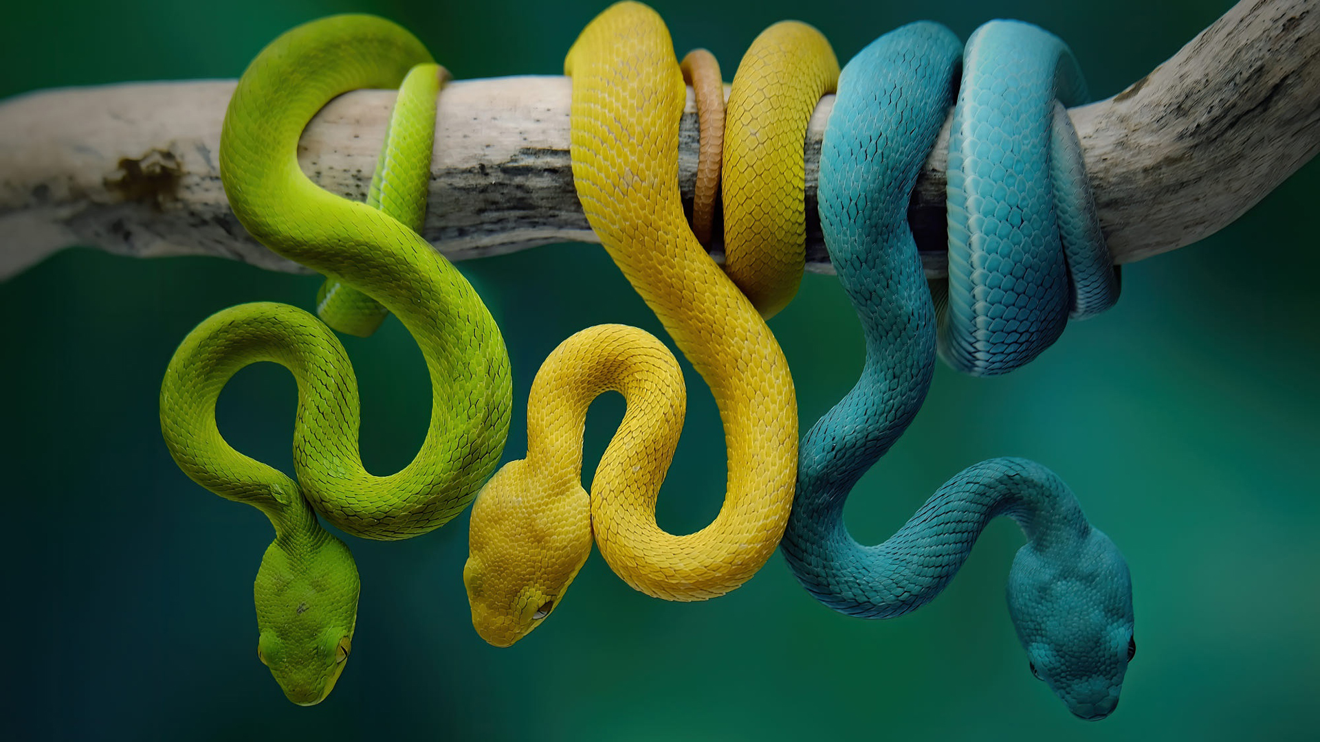 Green Yellow Blue Snakes On Tree Branch In Blur Teal Blue Wallpaper 2K Snake
