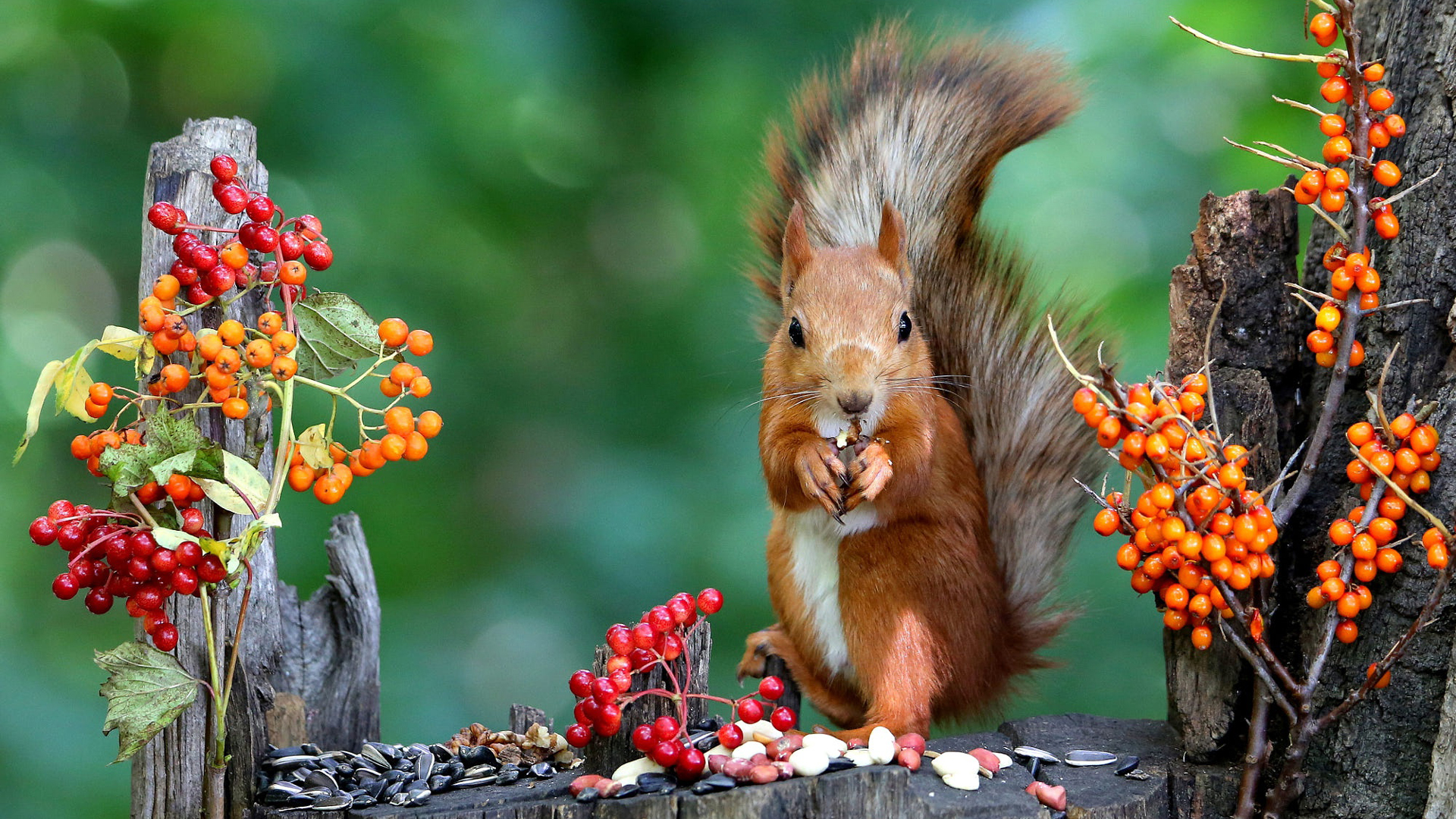 Squirrel Is Eating Red Plums Nuts Standing In Green Bokeh Wallpaper 2K Squirrel