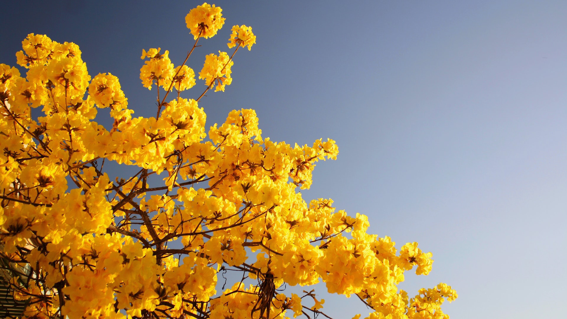 Yellow Flowers Tree Branches In Blue Sky Wallpaper 2K Flowers