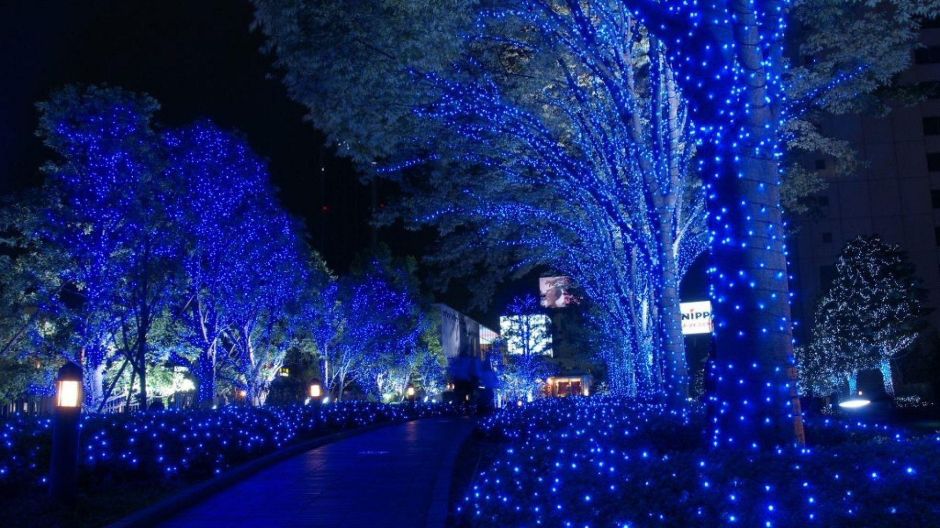 Cool Blue Lights Decorated Trees Park During Nighttime 2K Nature