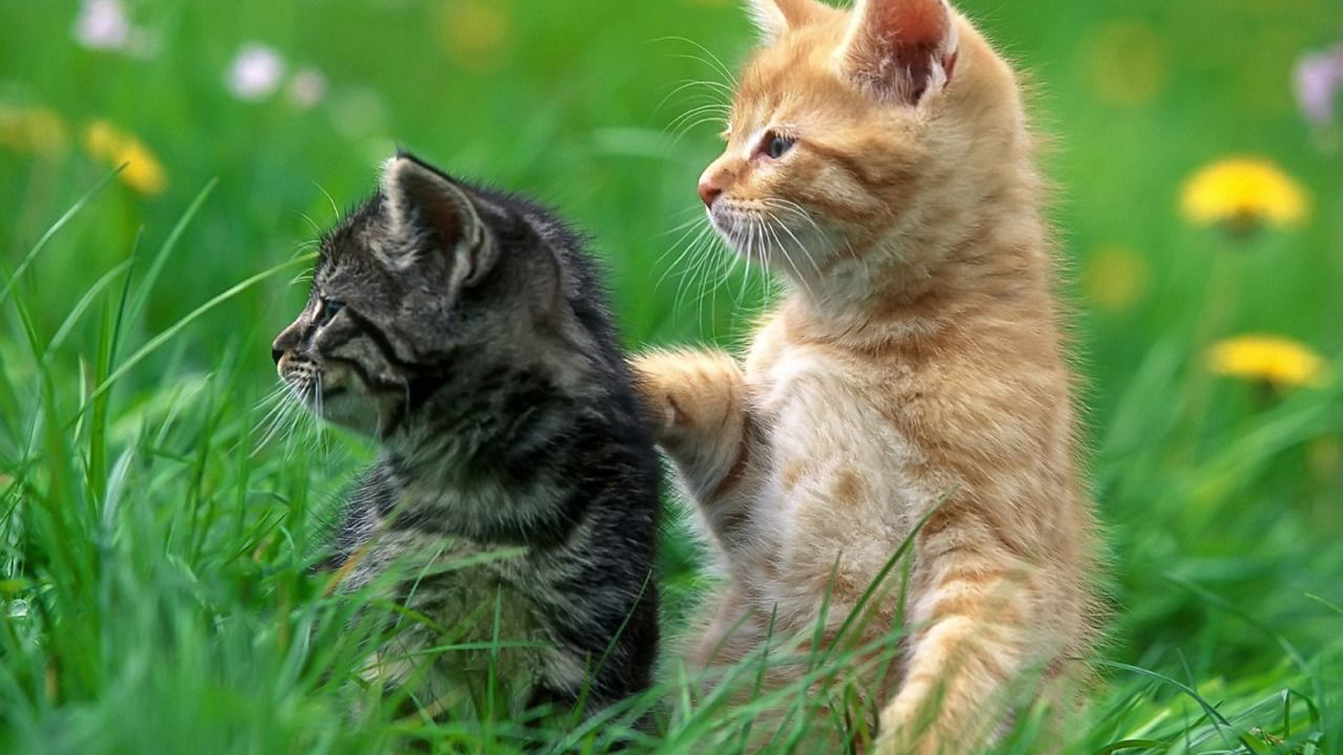 Brown Black Cat Kittens Are Standing On Green Grass 2K Cute Cat