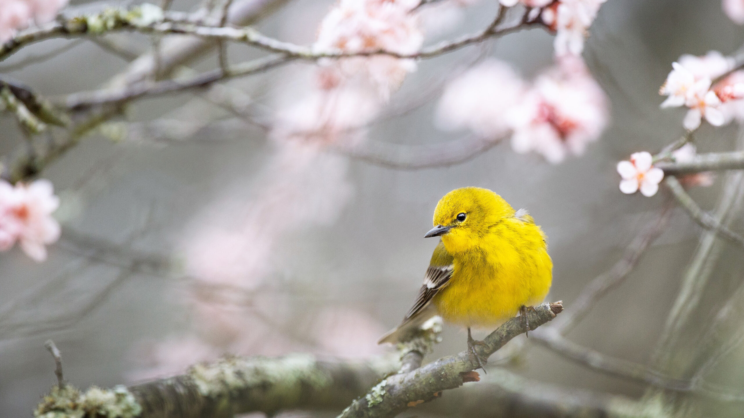Yellow Pine Warbler Bird Is Standing On Pink Cherry Blossom Tree Branch K 2K Birds