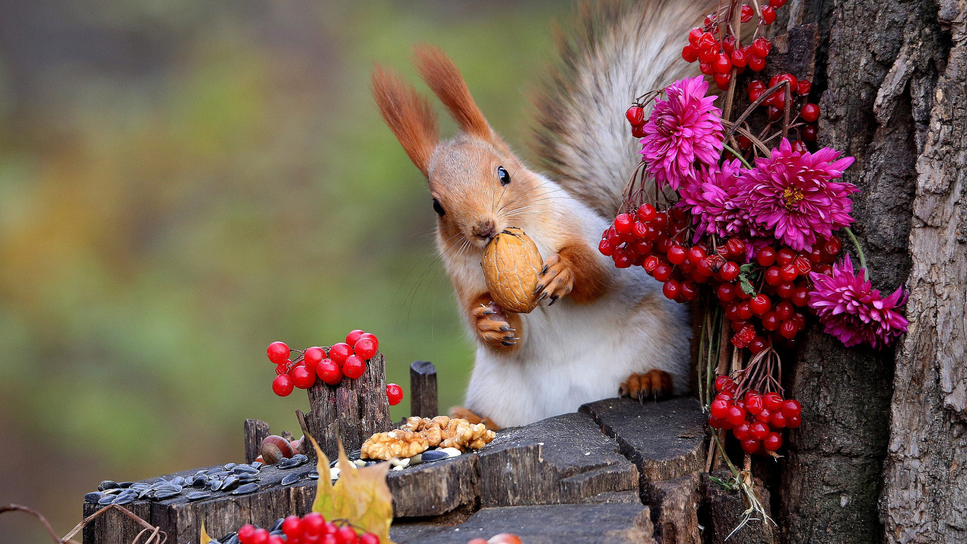 Squirrel Is Standing On Tree Trunk Eating Nuts And Red Berries 2K Squirrel