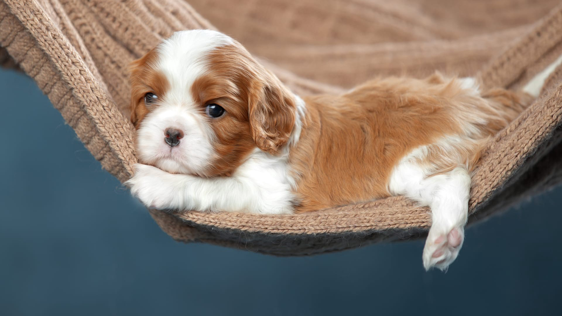 King Charles Spaniel Dog Puppy Is Lying Down On Swing 2K Dog