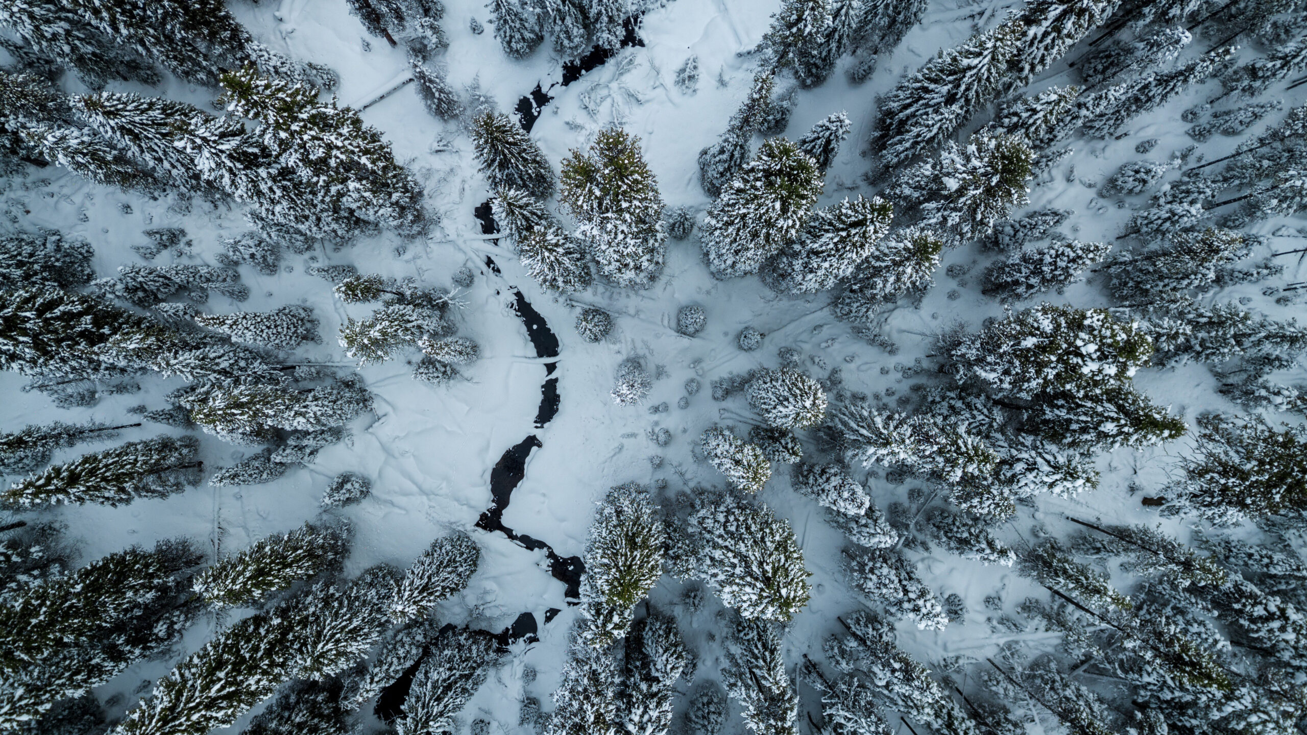 Aerial View Of Frozen River Snow Covered Spruce Trees Forest K 2K Nature