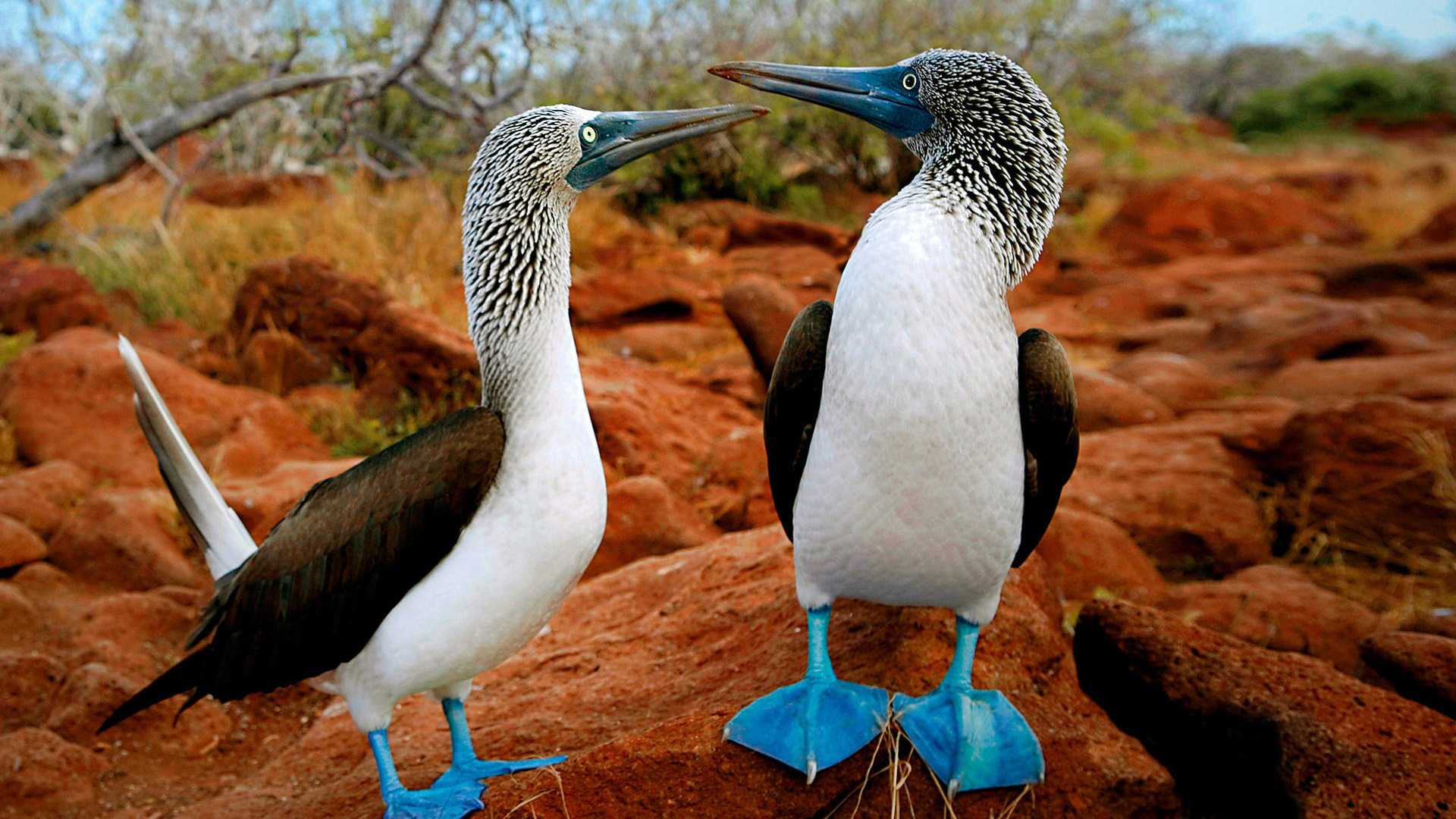 Two White Black Birds With Sharp Beaks And Blue Legs Are Standing On Red Rock Stones 2K Birds