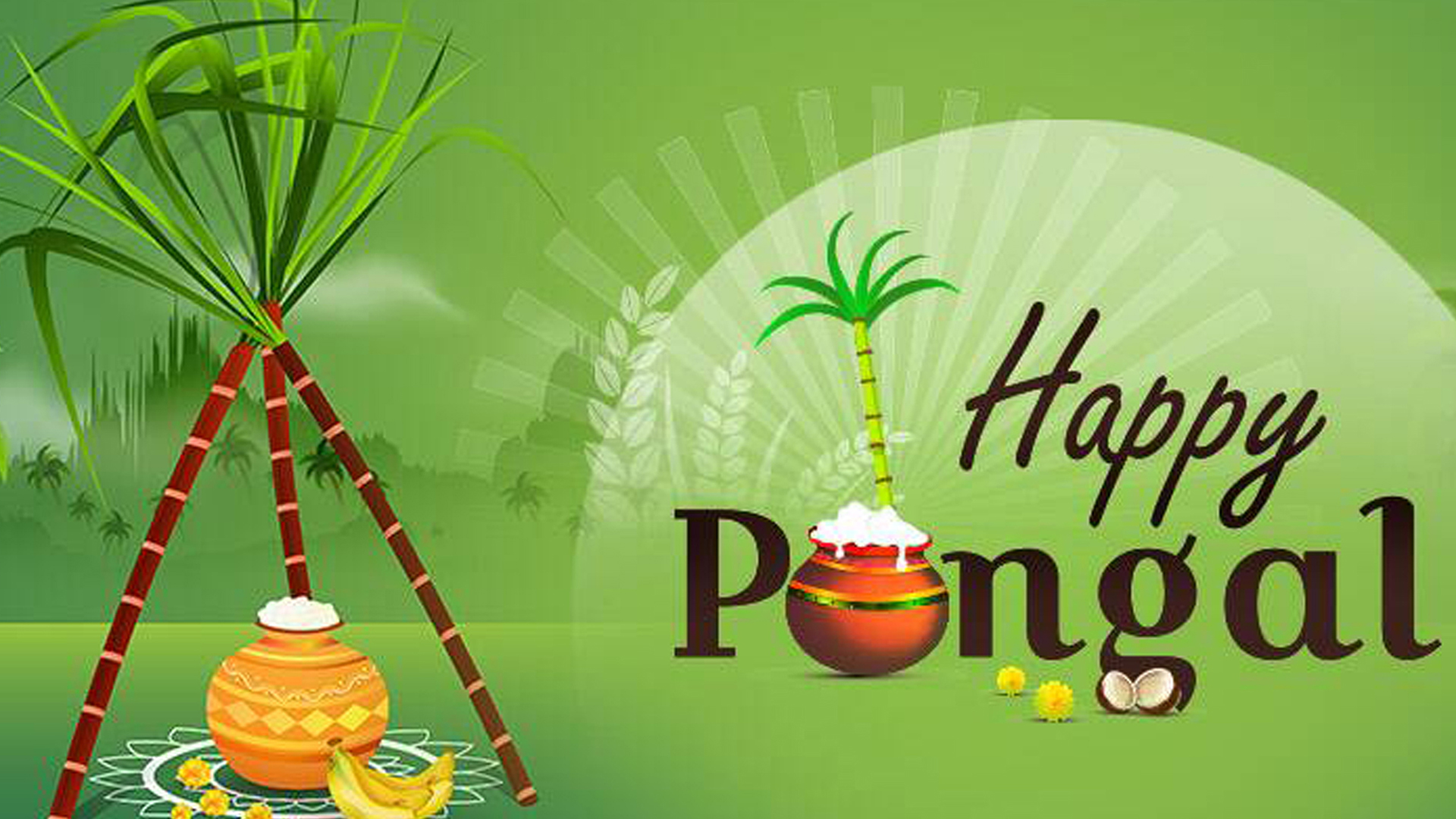 Happy Pongal Clay Pot Sugarcane Light Green Wallpaper 2K Pongal