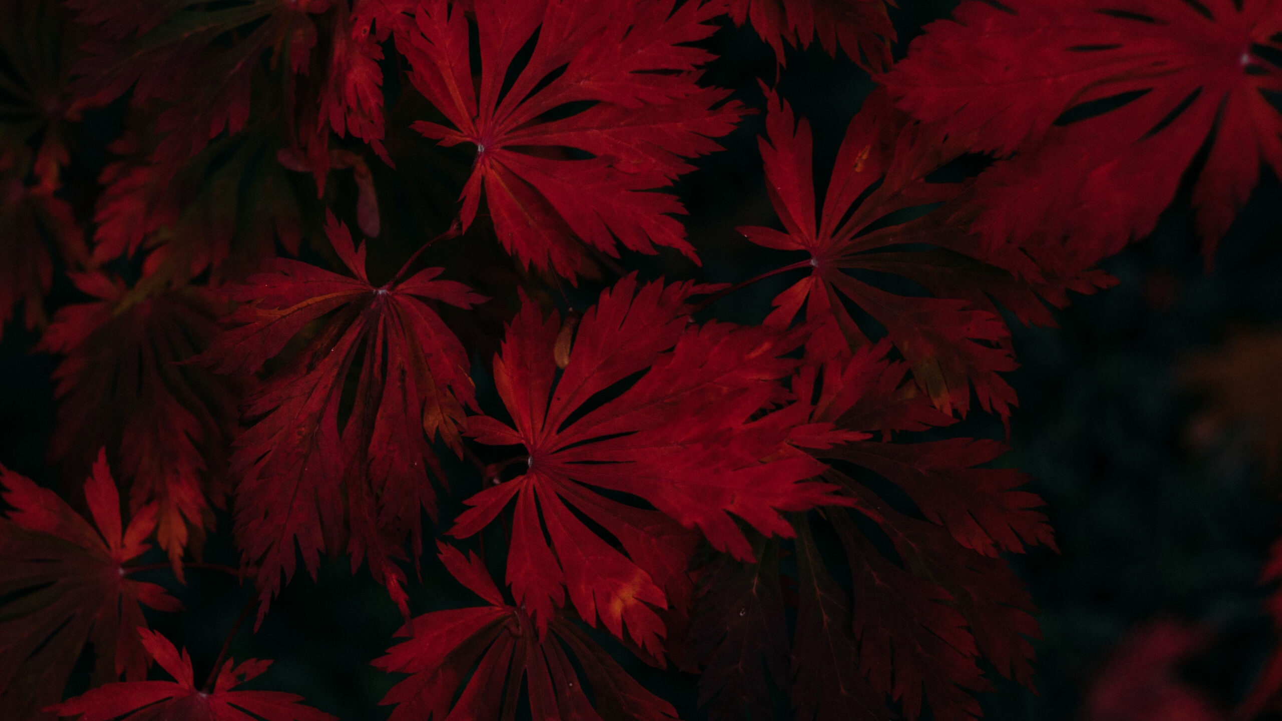 Red Leaves In Black Wallpaper K 2K Black