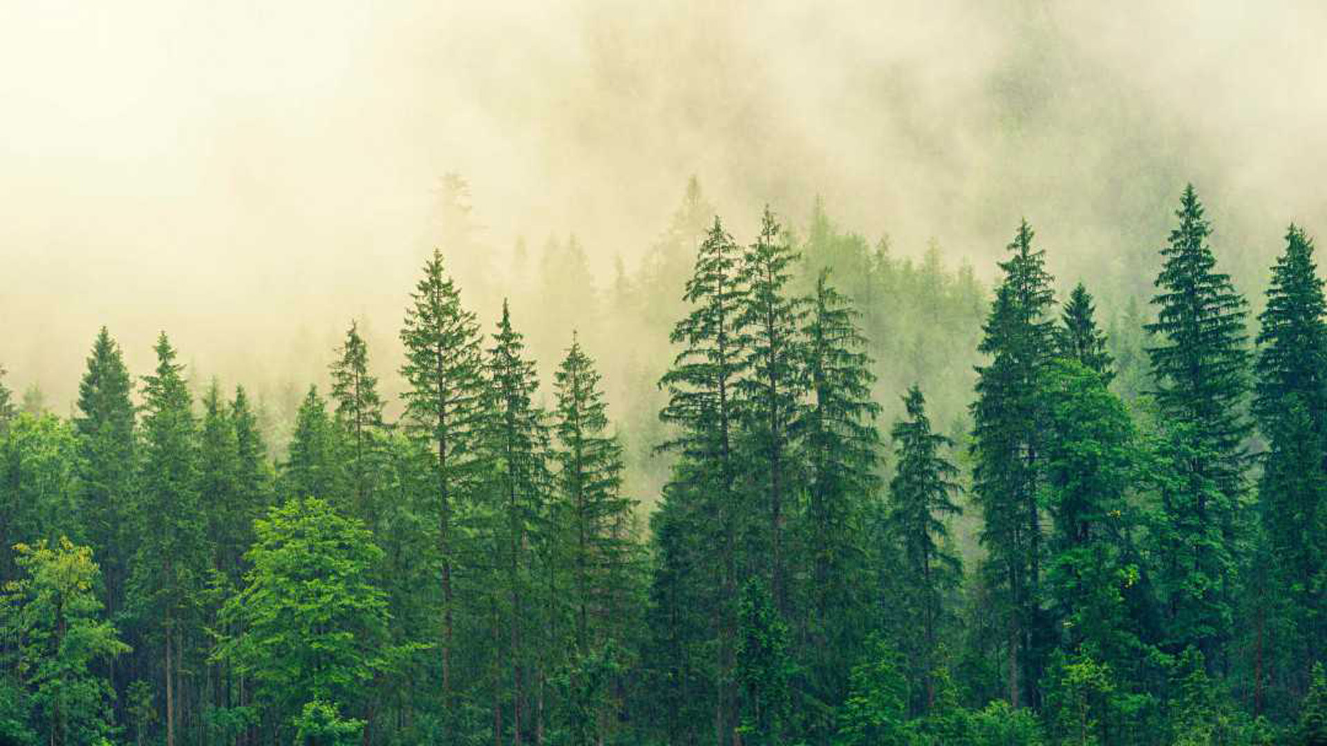 Green Trees Forest Fog Wallpaper 2K Green