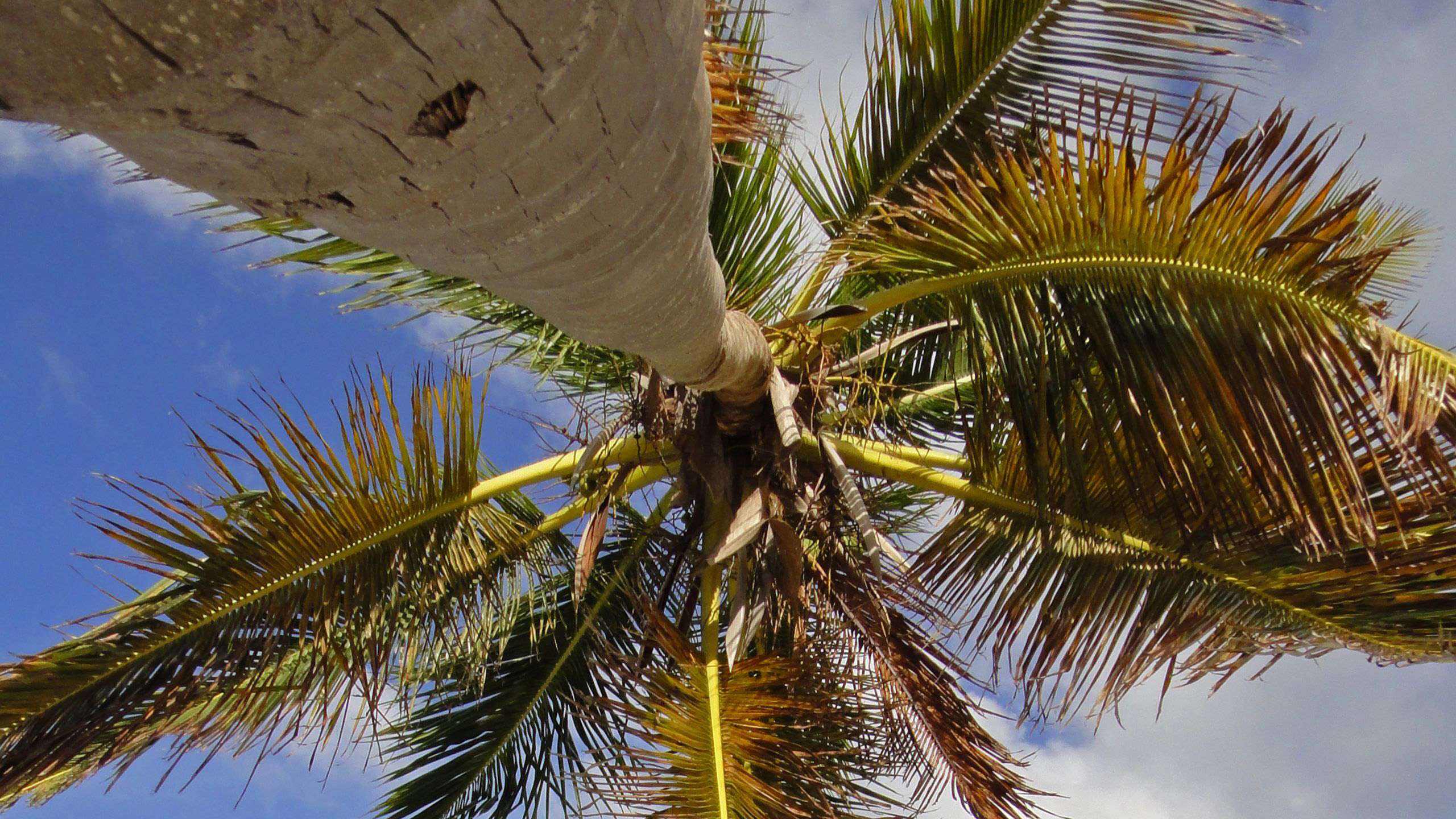 Worm’s Eye View Of Palm Tree Branches Leaveas Under Blue Sky 2K Nature