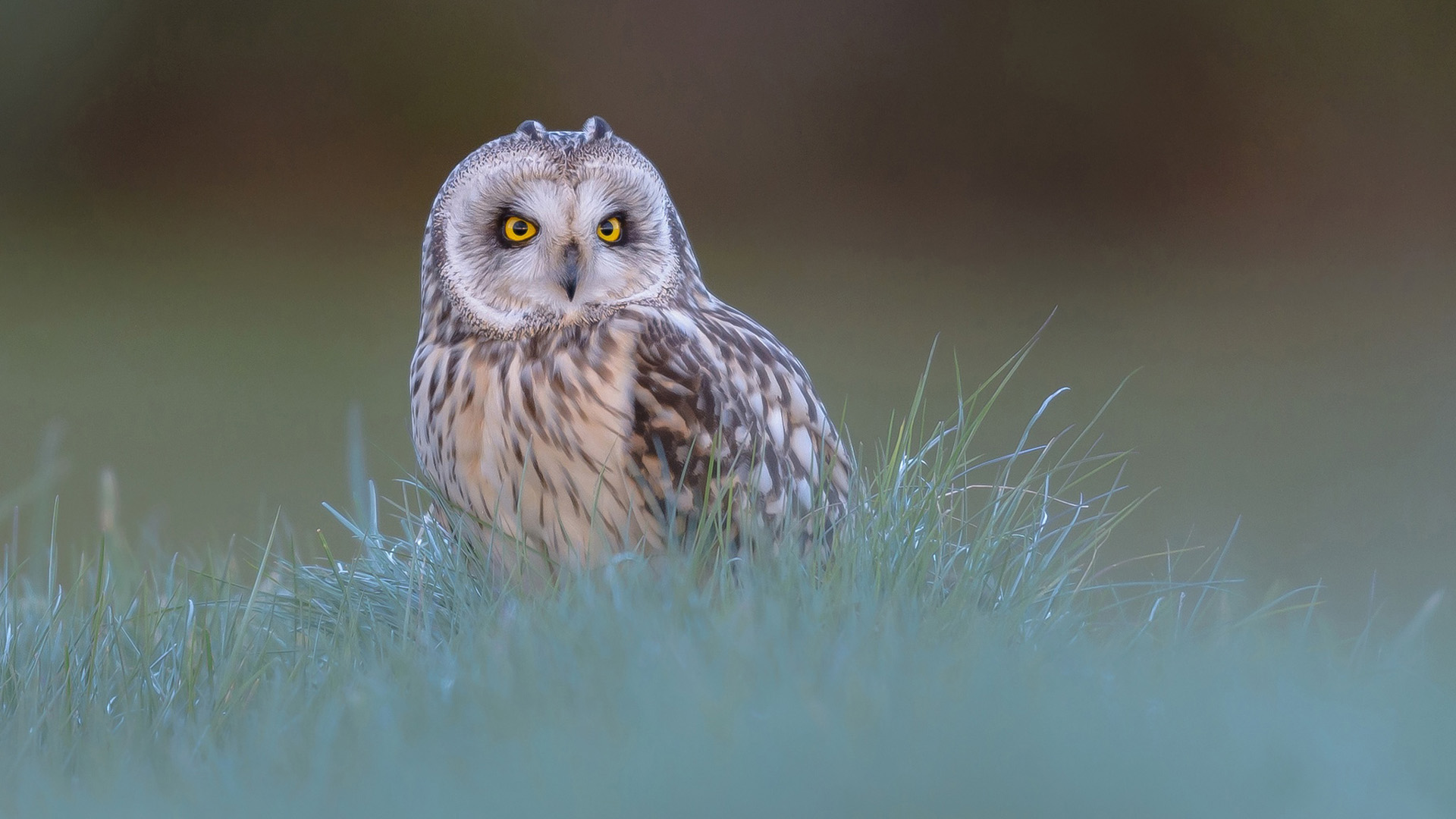 White Brown Yellow Eyes Owl On Green Grass 2K Owl