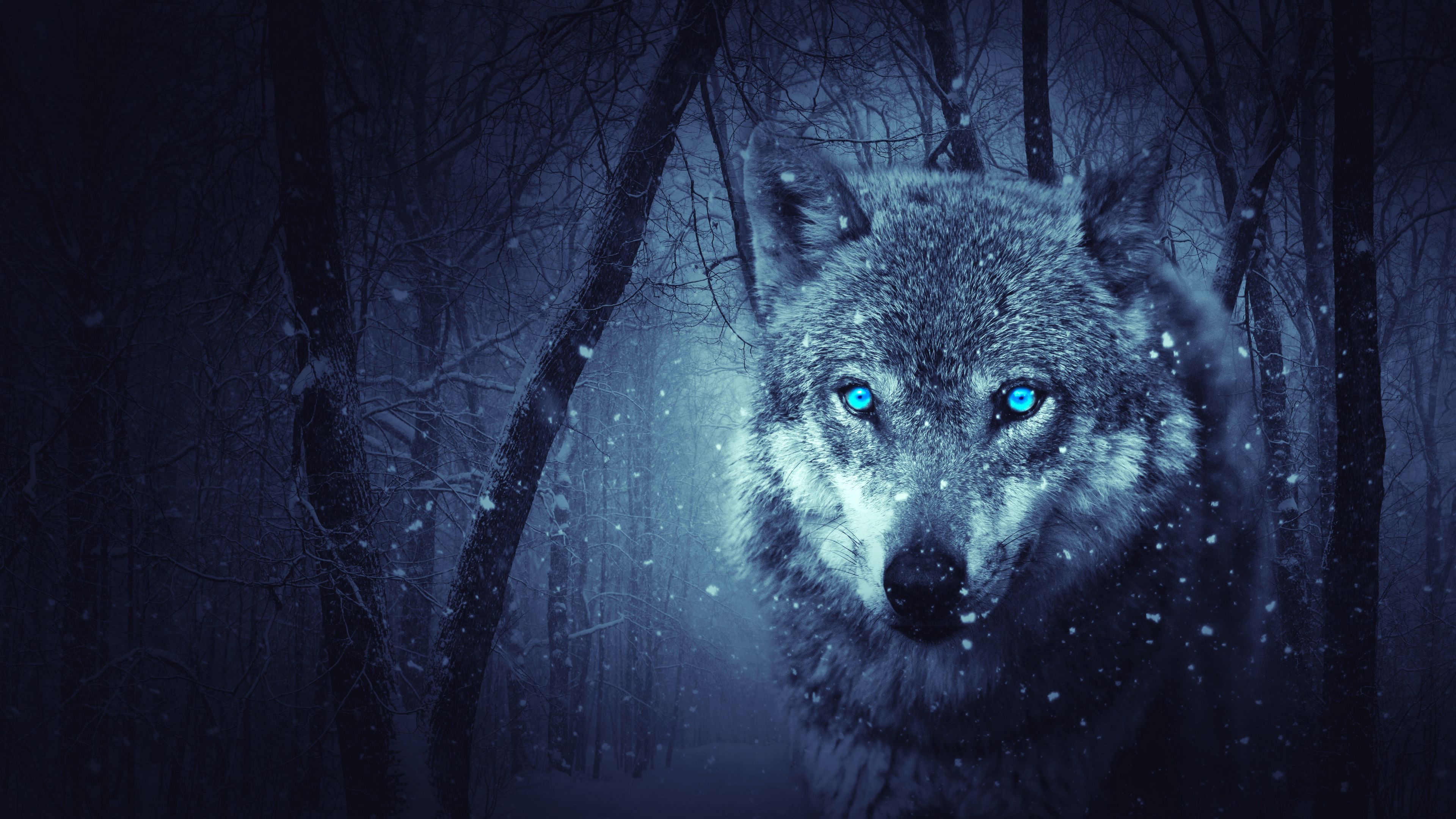 Wolf Predator Photoshop Art K 2K