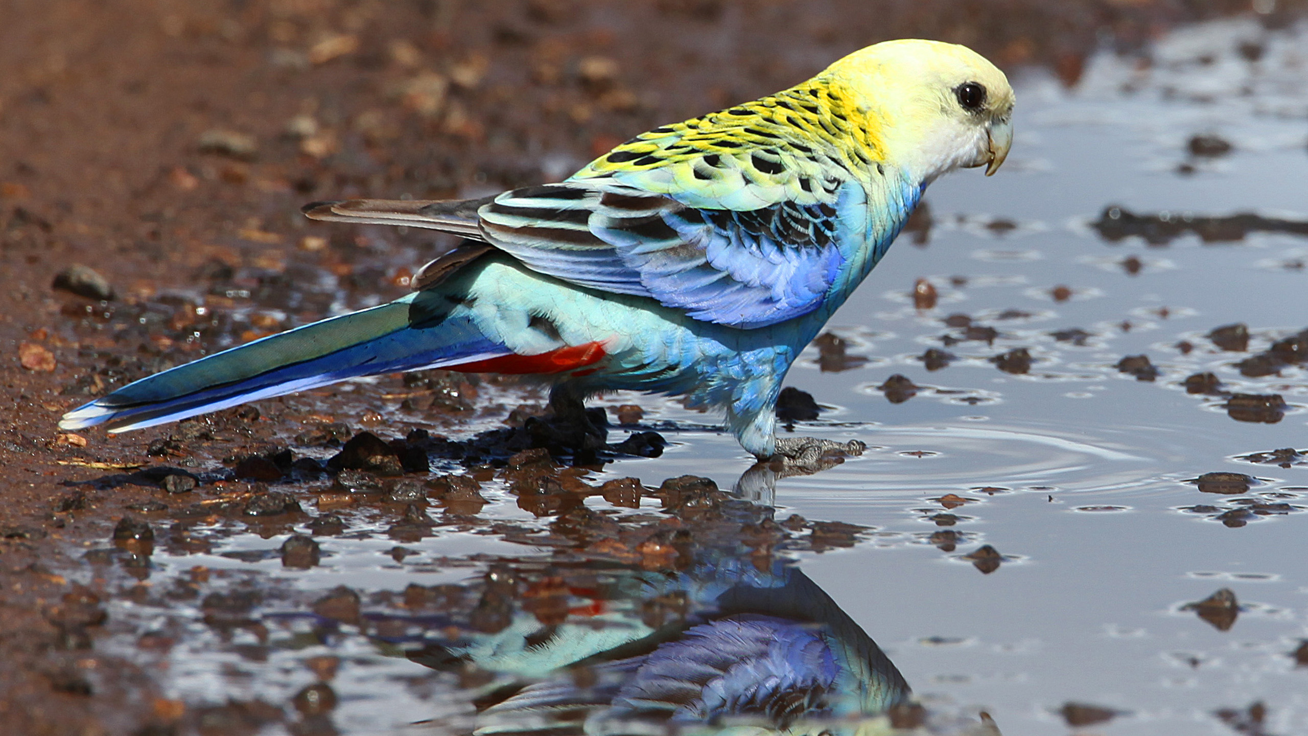 Yellow Blue Pale-Headed Rosella Bird Is Standing On Water With Reflection 2K Birds