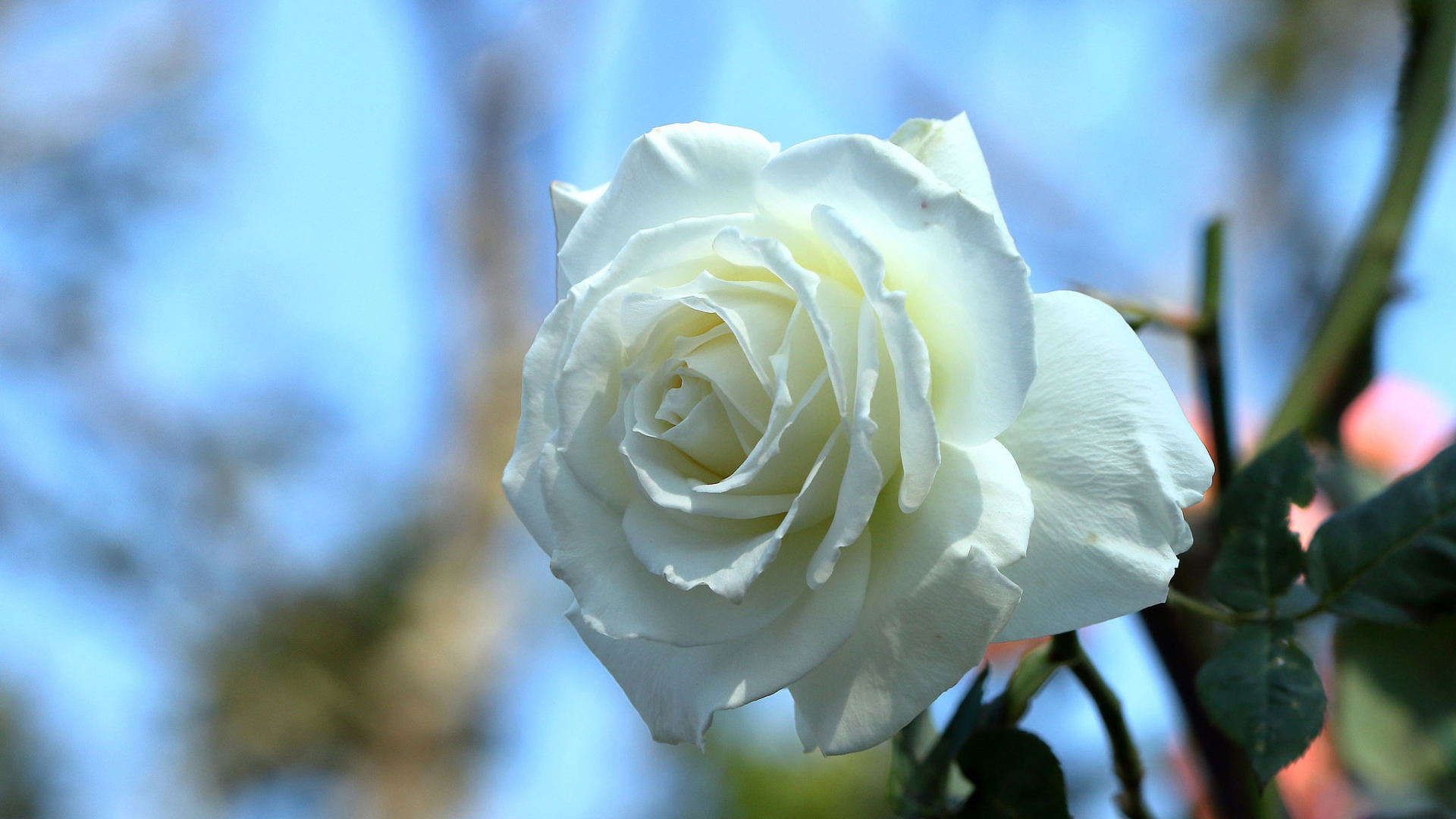 White Rose With Leaves 2K Flowers