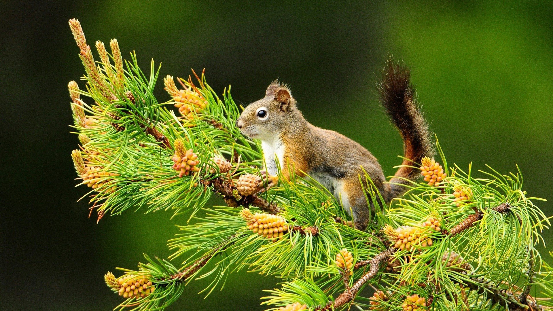 Squirrel Is Sitting On Tree Branch In Green Wallpaper 2K Squirrel