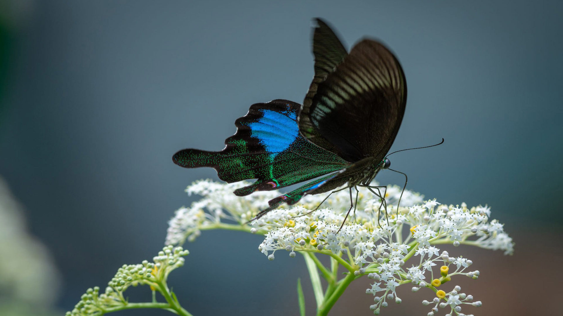 Blue Black Butterfly On White Flowers Plants In Blur Wallpaper 2K Butterfly