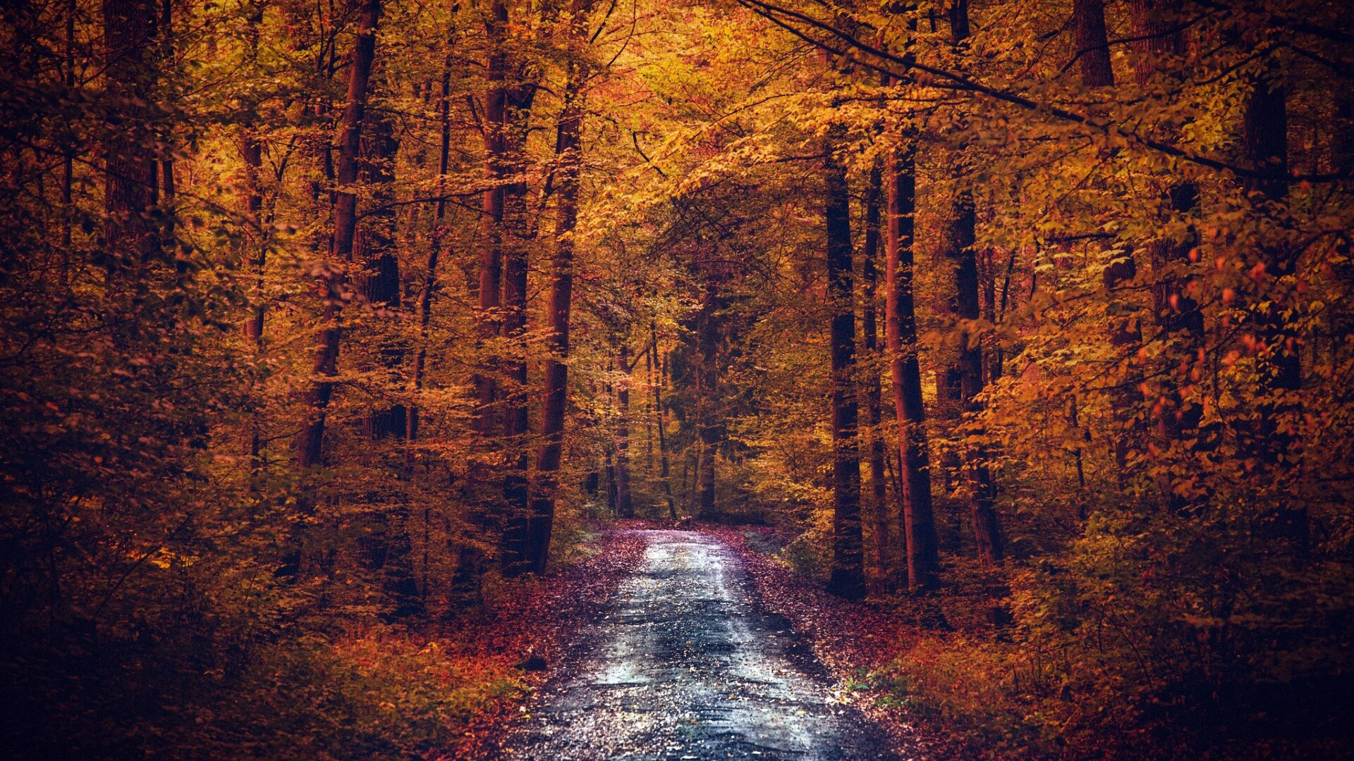 Road Between Yellow Autumn Fall Leafed Trees Forest 2K Nature