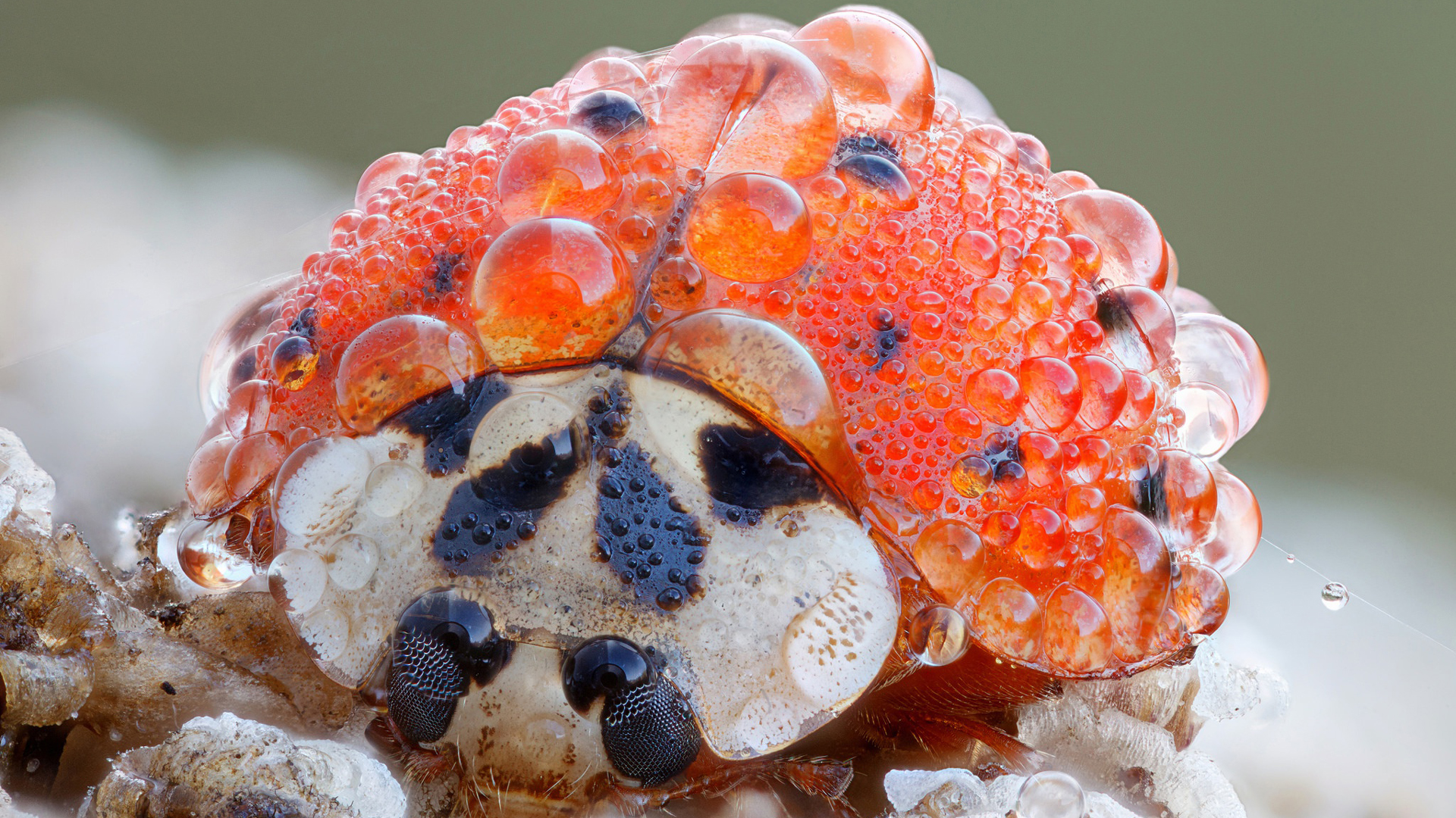 Closeup View Of Insect Ladybug With Water Drop 2K Animals