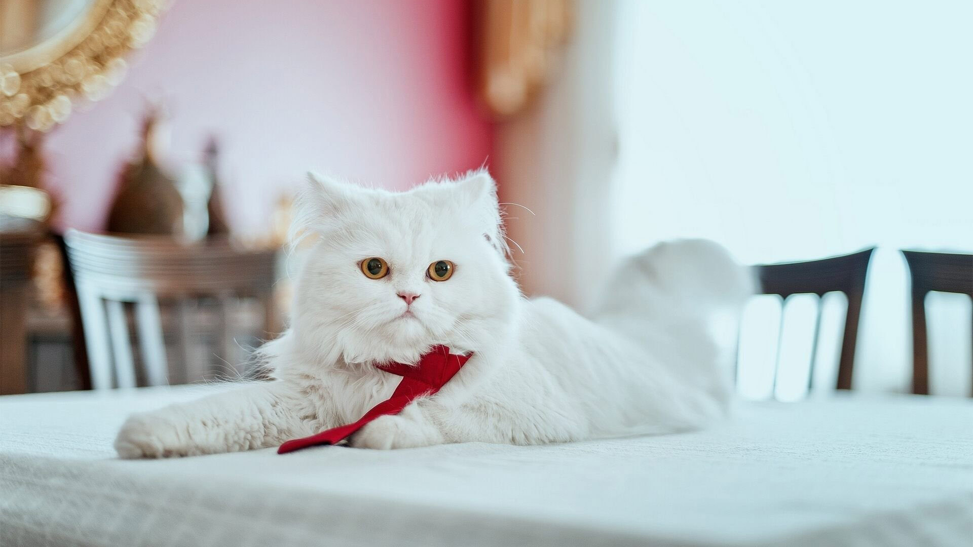 White Persian Cat Is Sitting On Table Covered With White Cloth 2K Cat
