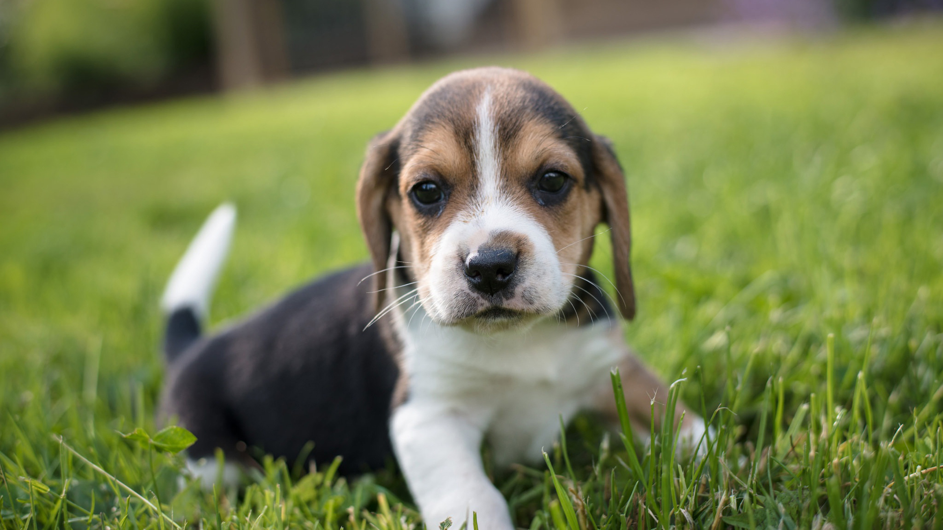 Beagle Pet Puppy On Green Grass 2K Animals