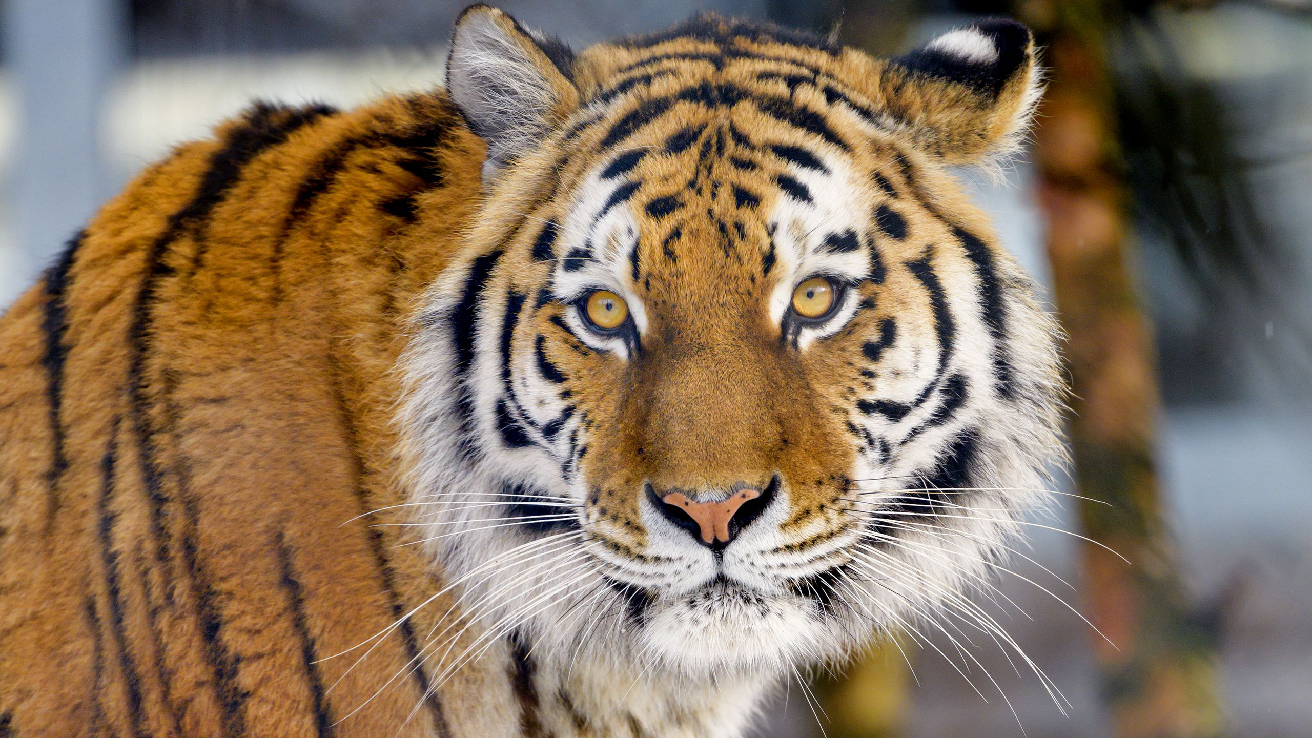 Closeup View Of Tiger In Blur Wallpaper 2K Tiger