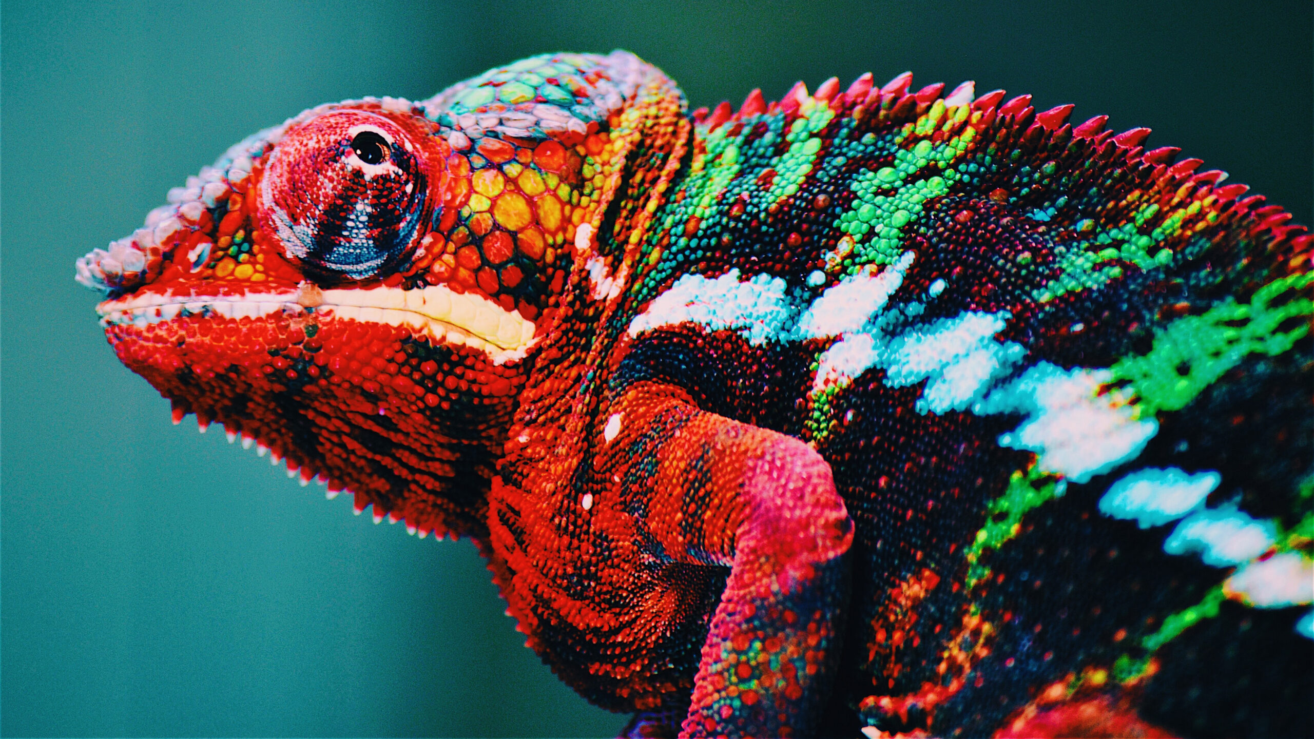 Red Chameleon In Colorful Blur Wallpaper K 2K Animals