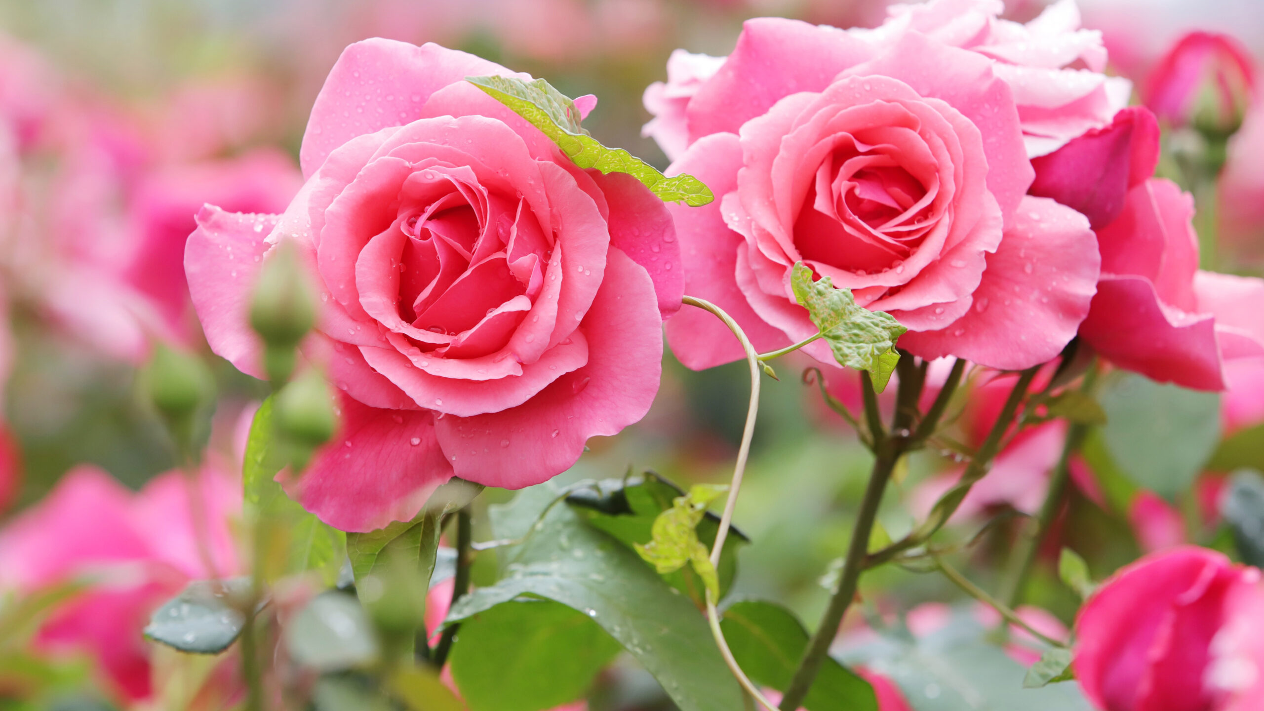 Two Pink Rose Flowers With Leaves K K 2K Flowers