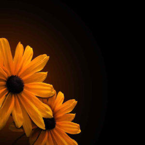 Yellow Flowers In Black Wallpaper 2K Flowers