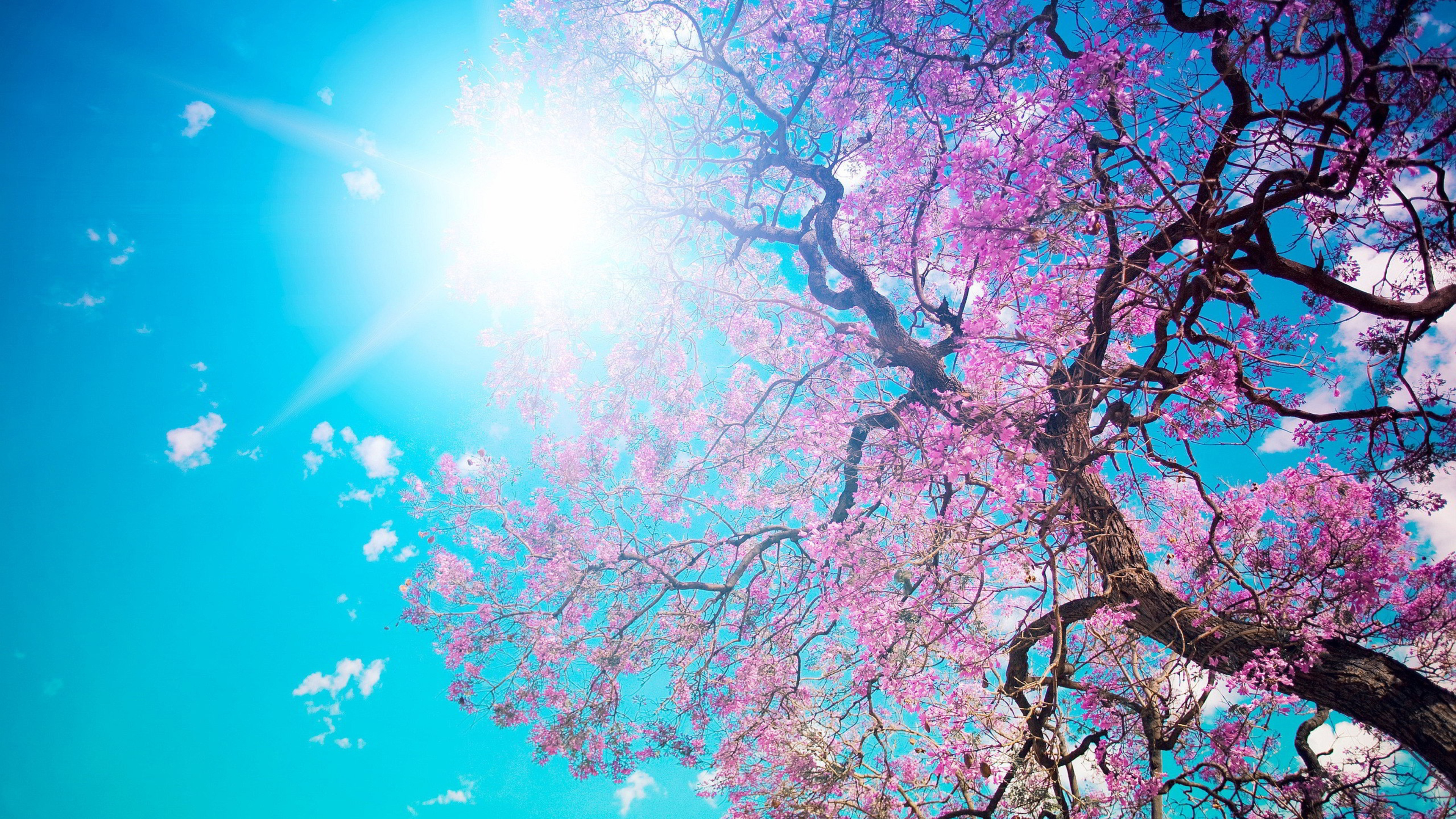 Cherry Blossom Tree Under Blue Sky Sunbeam K 2K Nature