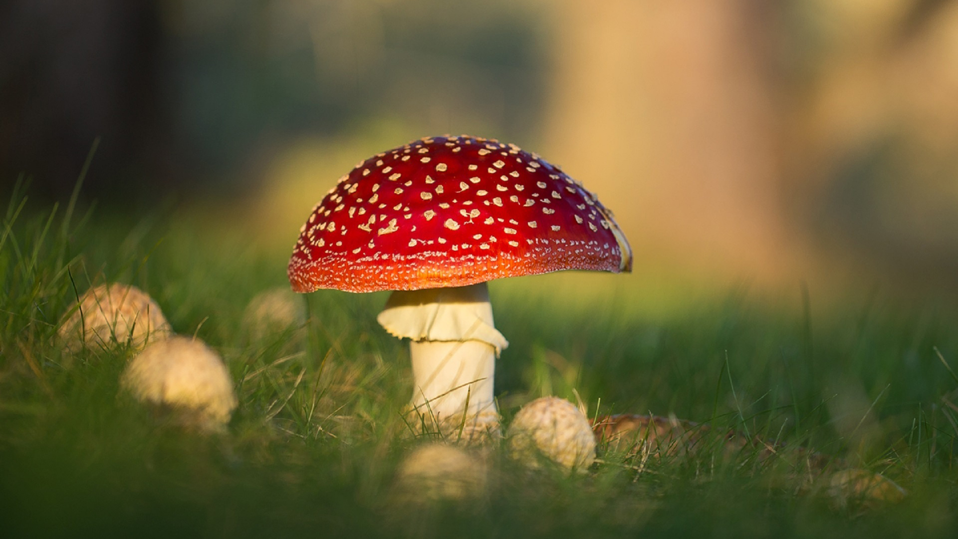 Closeup View Of Red Mushroom On Grass In Blur Wallpaper 2K Nature