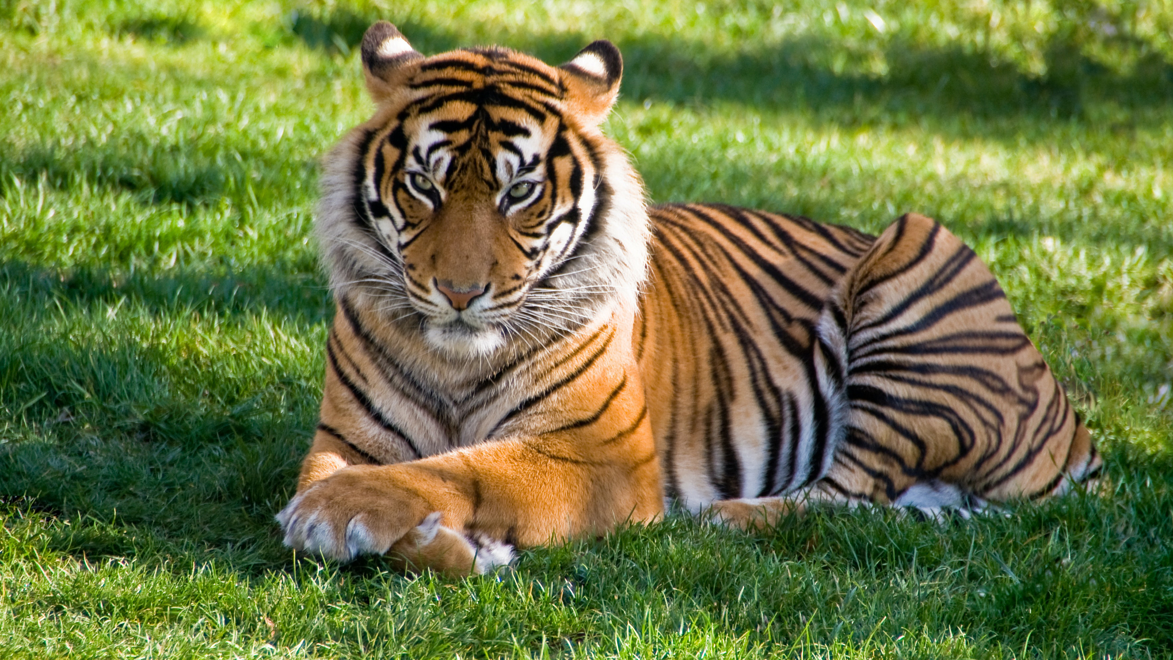 Big Tiger Is Lying Down On Green Grass During Daytime K 2K Animals