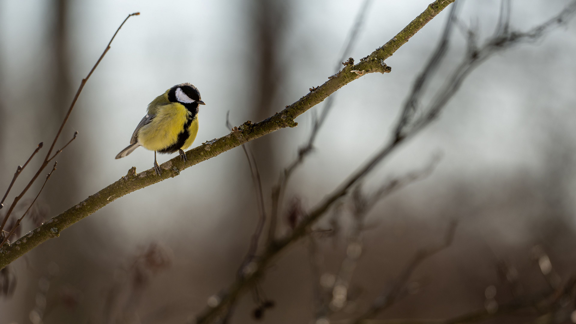 Yellow Black Tit Bird Is Standing On Tree Branch In Blur Wallpaper 2K Birds