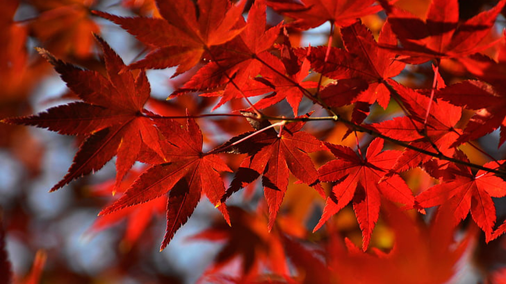 Red Autumn Fall Leaves Maple Tree Branches 2K Autumn