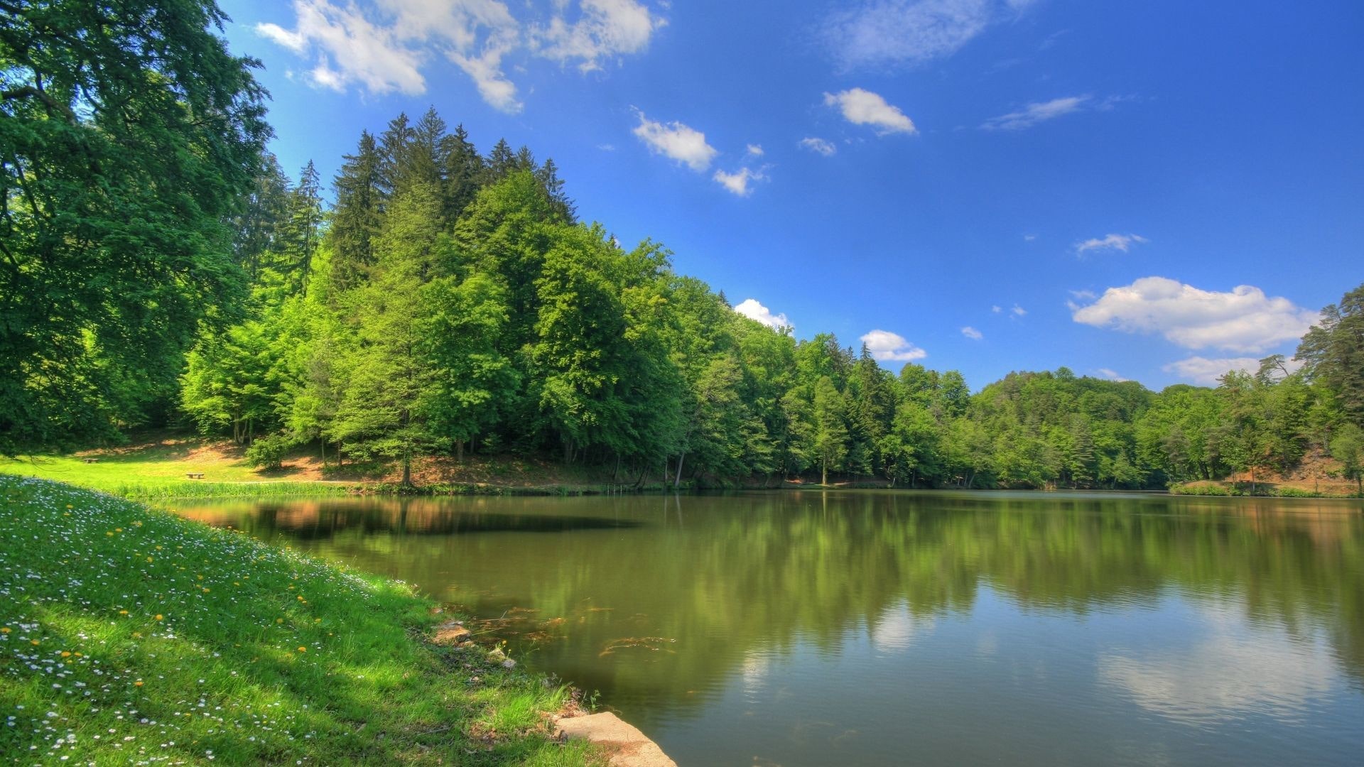 Lake Surrounded By Green Trees Grass Field Under Blue Sky 2K Nature