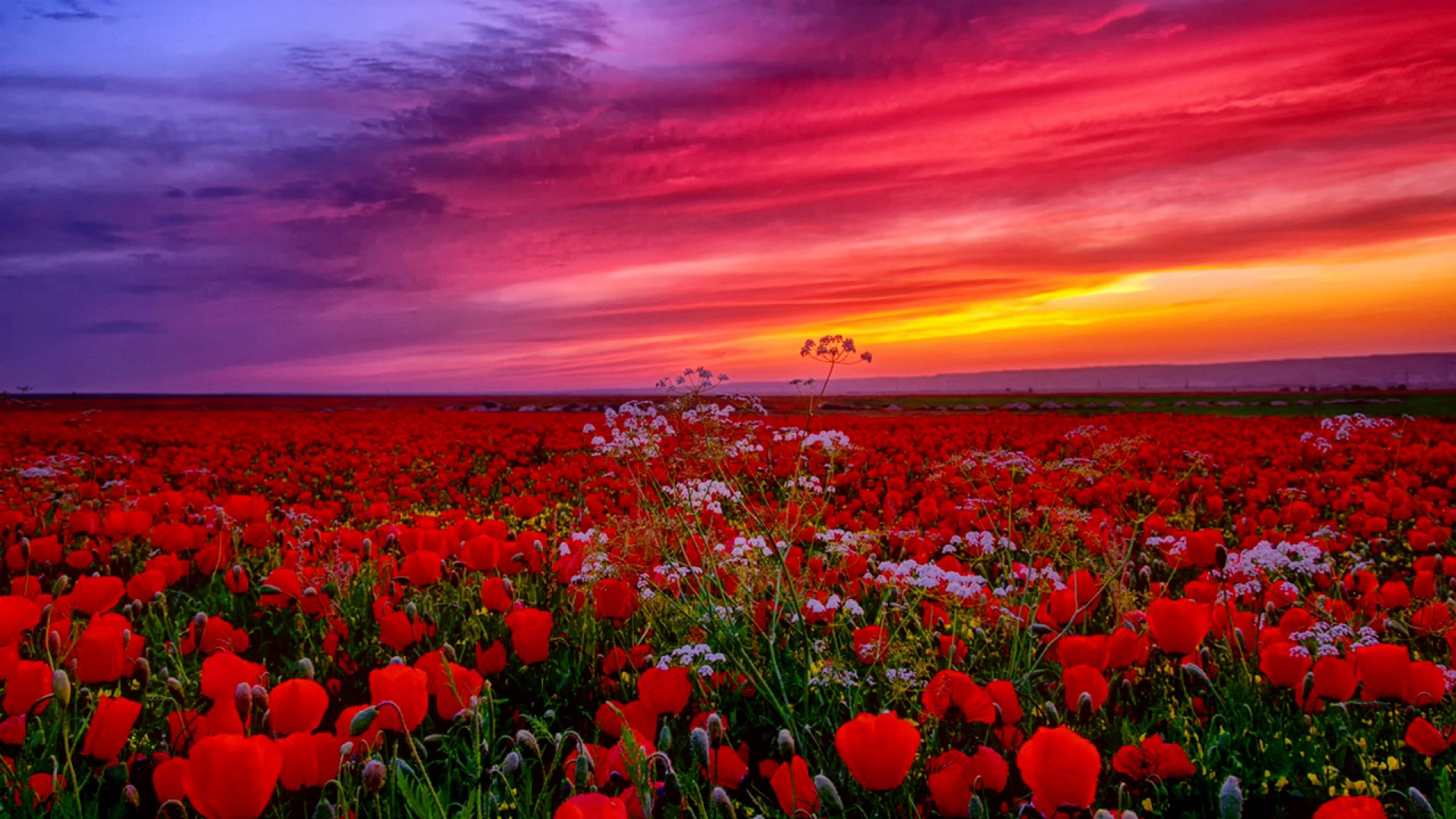 Red Common Poppy And White Flowers Field Under Light Purple Pink Red Yellow Clouds Sky 2K Flowers