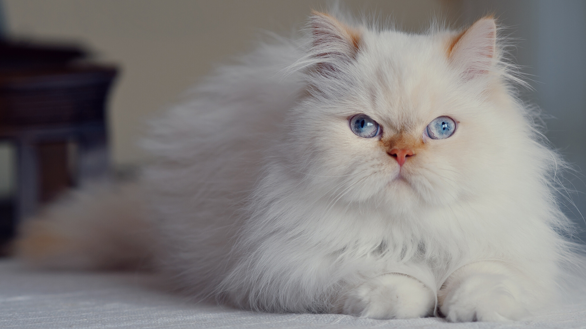 White Fluffy Persian Cat 2K Kitten