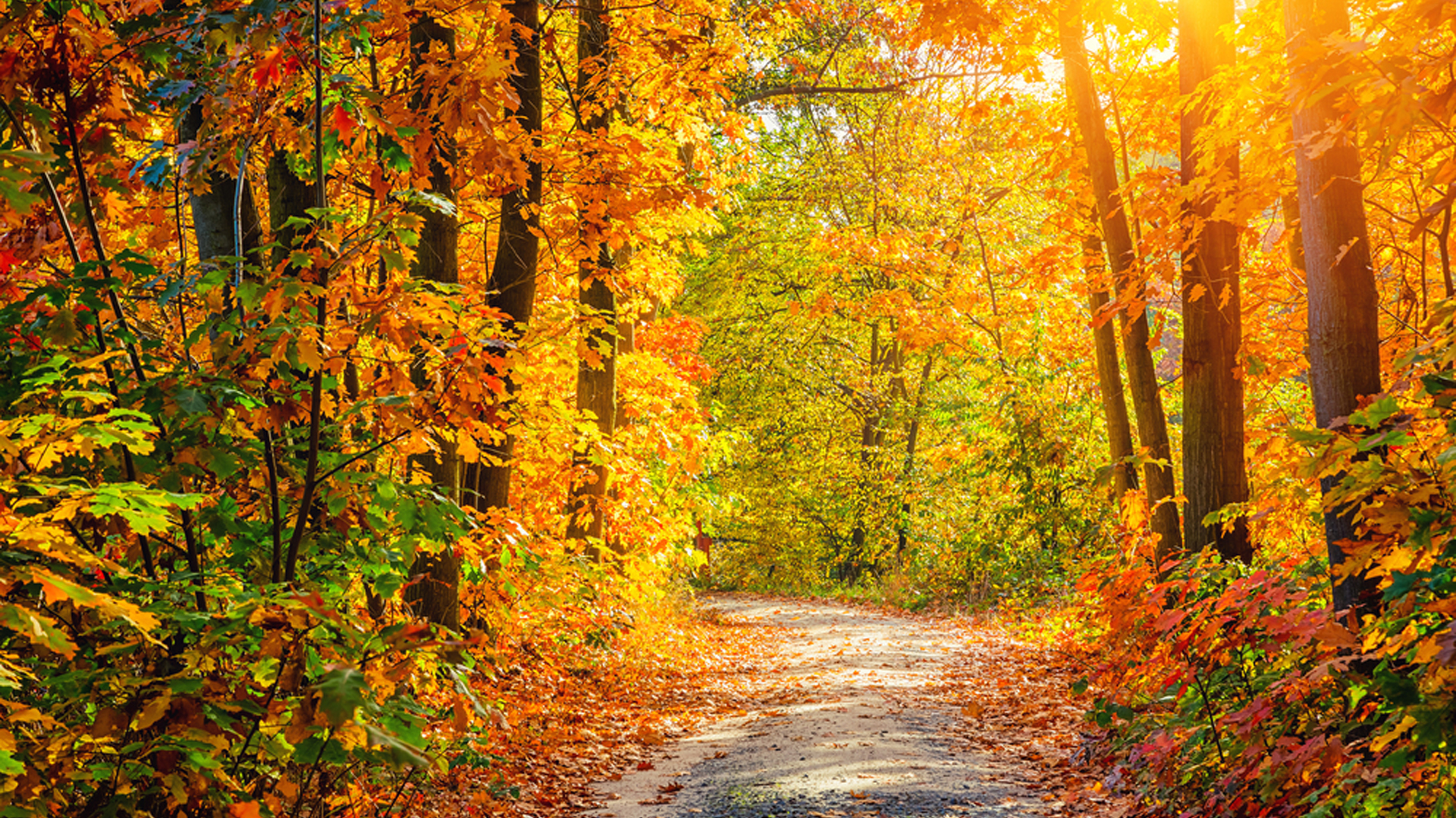 Path Between Green Yellow Orage Autumn Fall Leaves Trees With Sunrays During Daytime 2K Fall