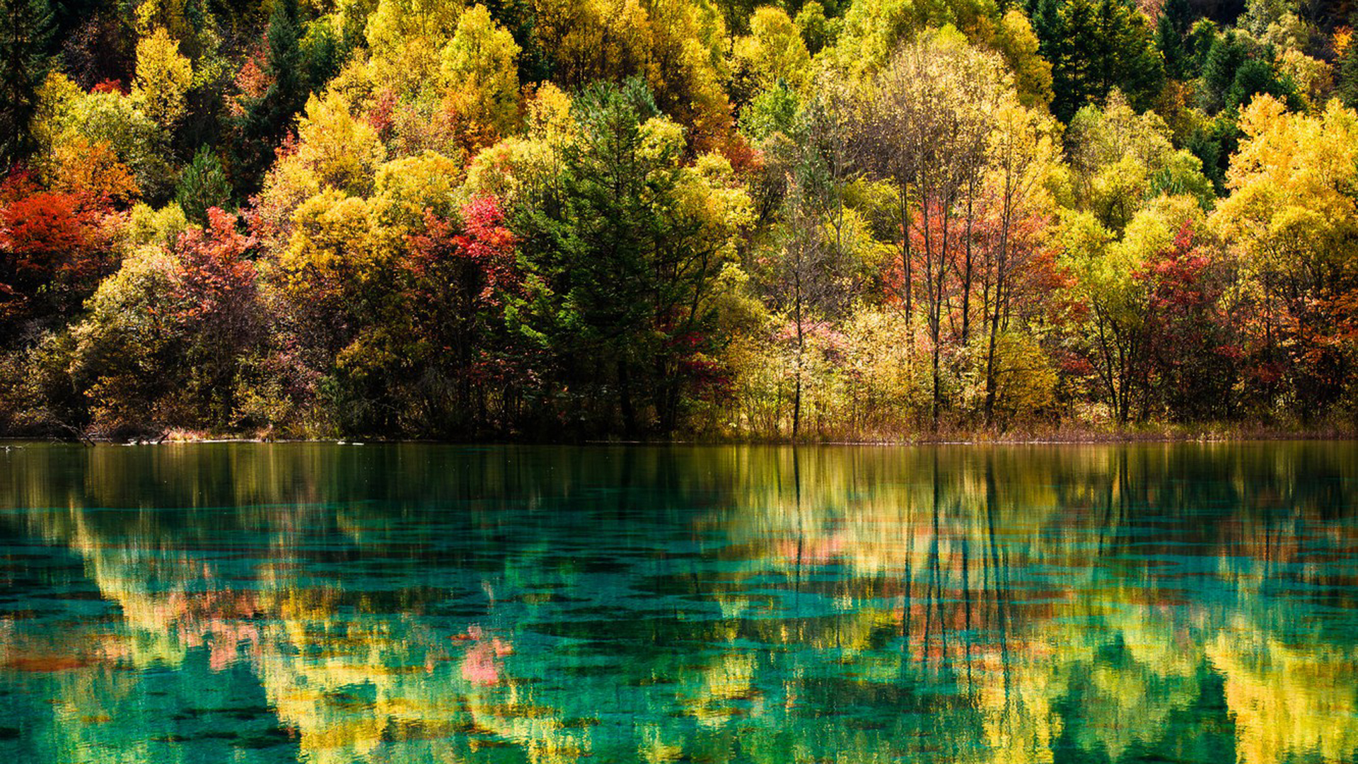 Beautiful Landscape View Of Colorful Autumn Trees Reflection On River During Daytime 2K Nature