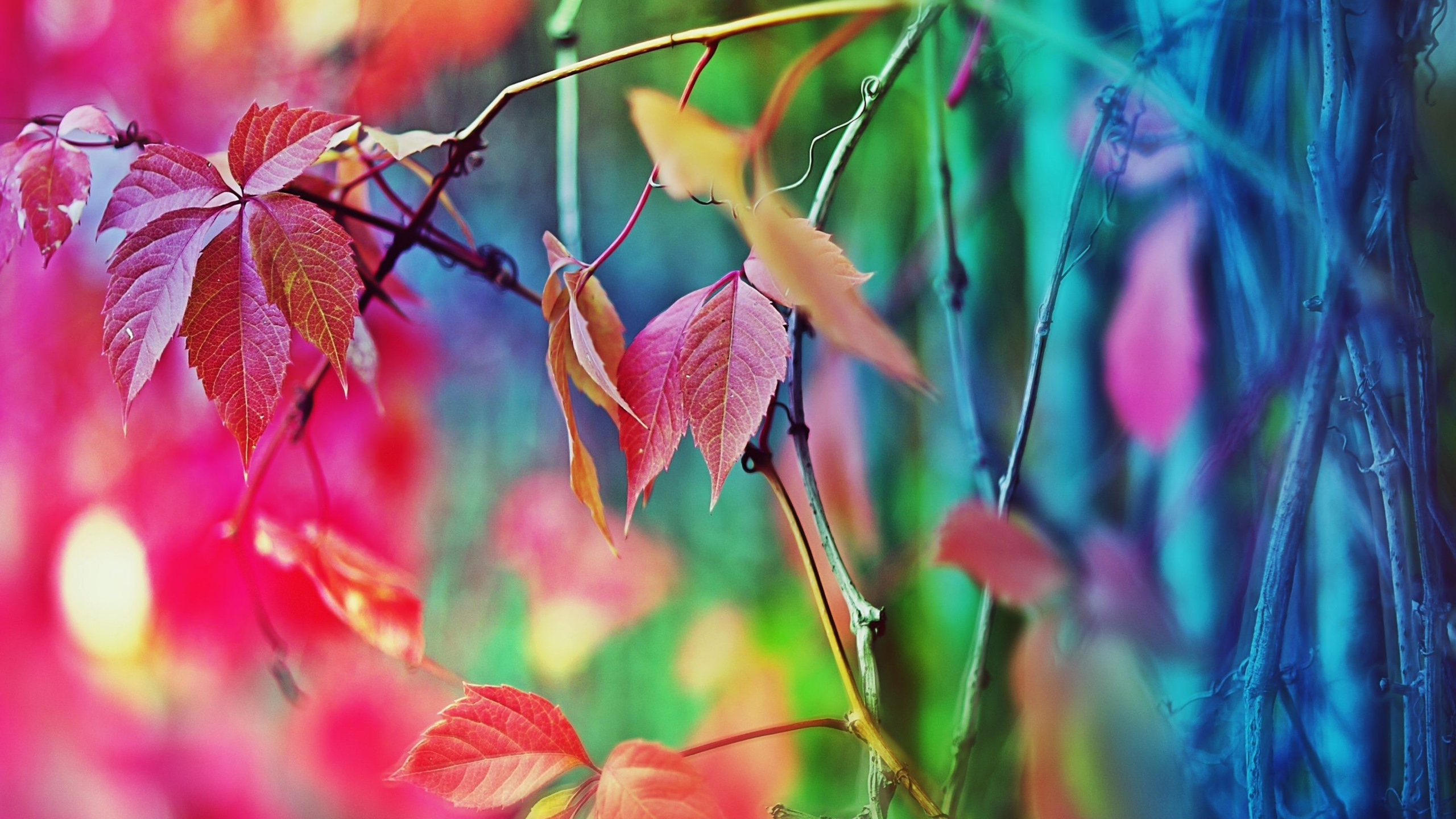 Colorful Leaves Plants In Blur Wallpaper 2K Colorful