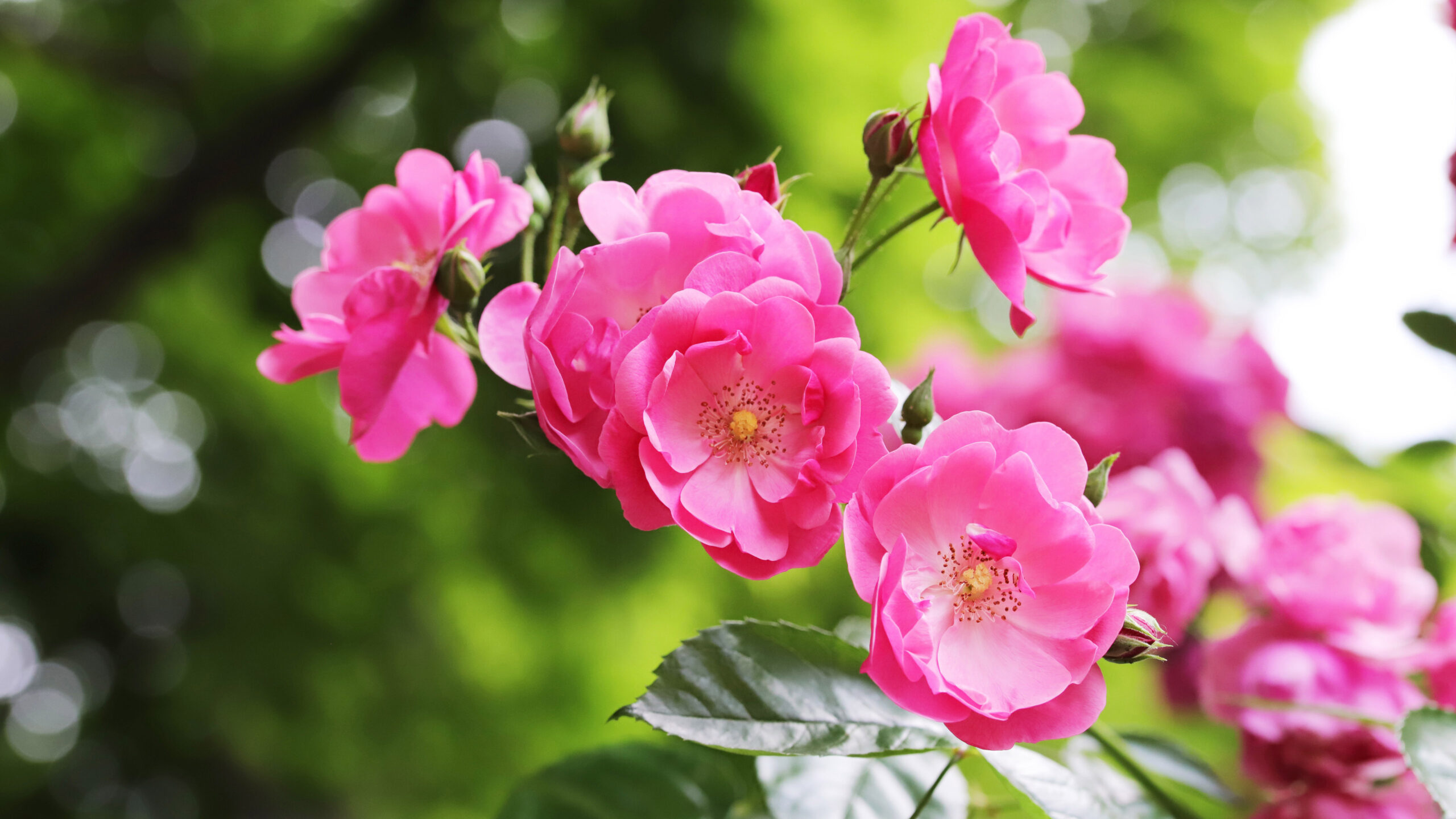Pink Rose Flowers With Leaves On Branch K K 2K Flowers