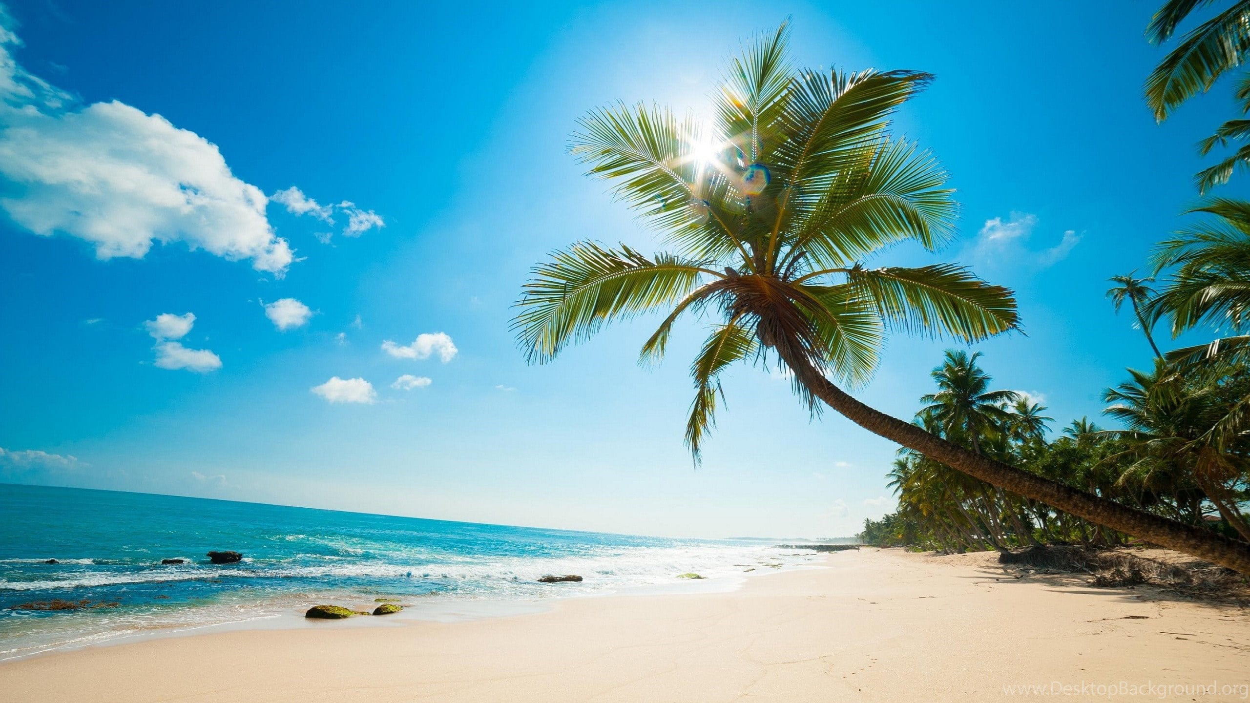Coconut Trees On Beach Sand Ocean Waves Under White Clouds Blue Sky Sunrays 2K Nature