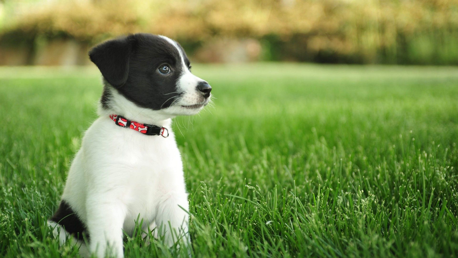 White Black Dog Puppy With Neck Belt On Green Grass In Blur Bokeh Wallpaper 2K Dog