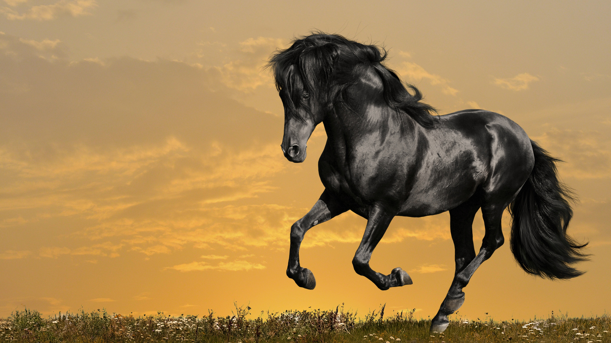 Black Horse With Cloudy Sky Wallpaper 2K Horse
