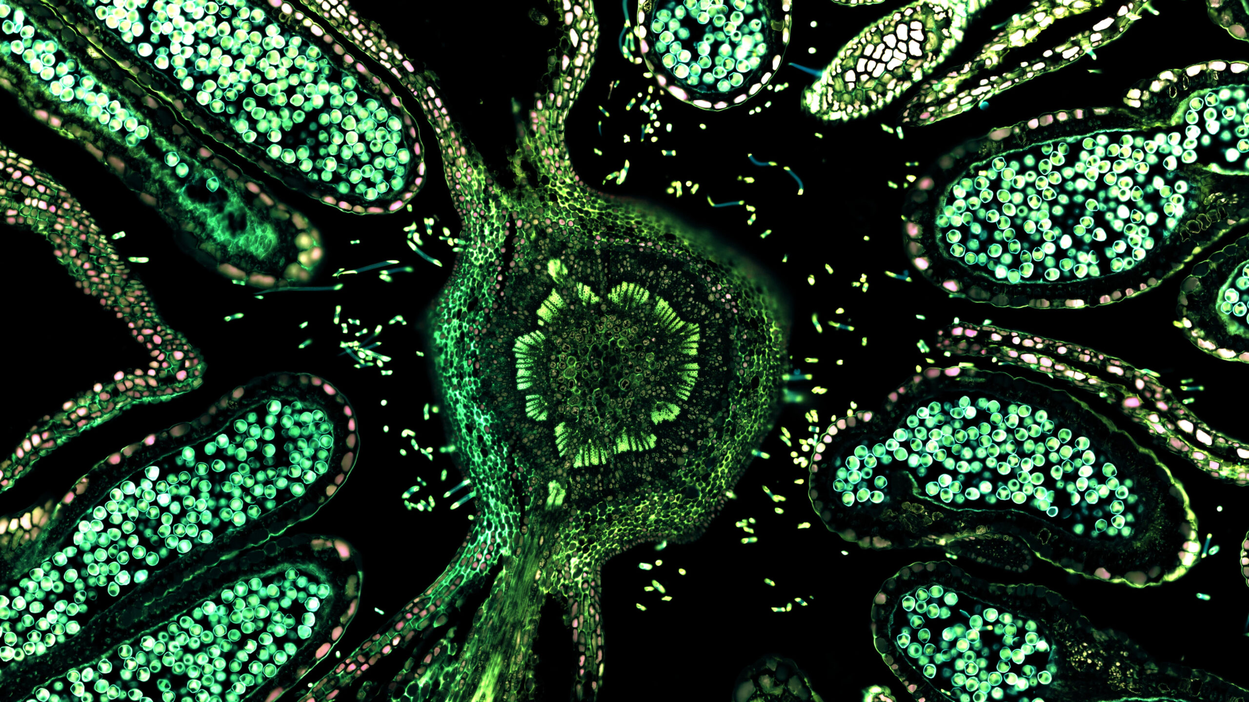 Green Biological Cells K 2K Trippy